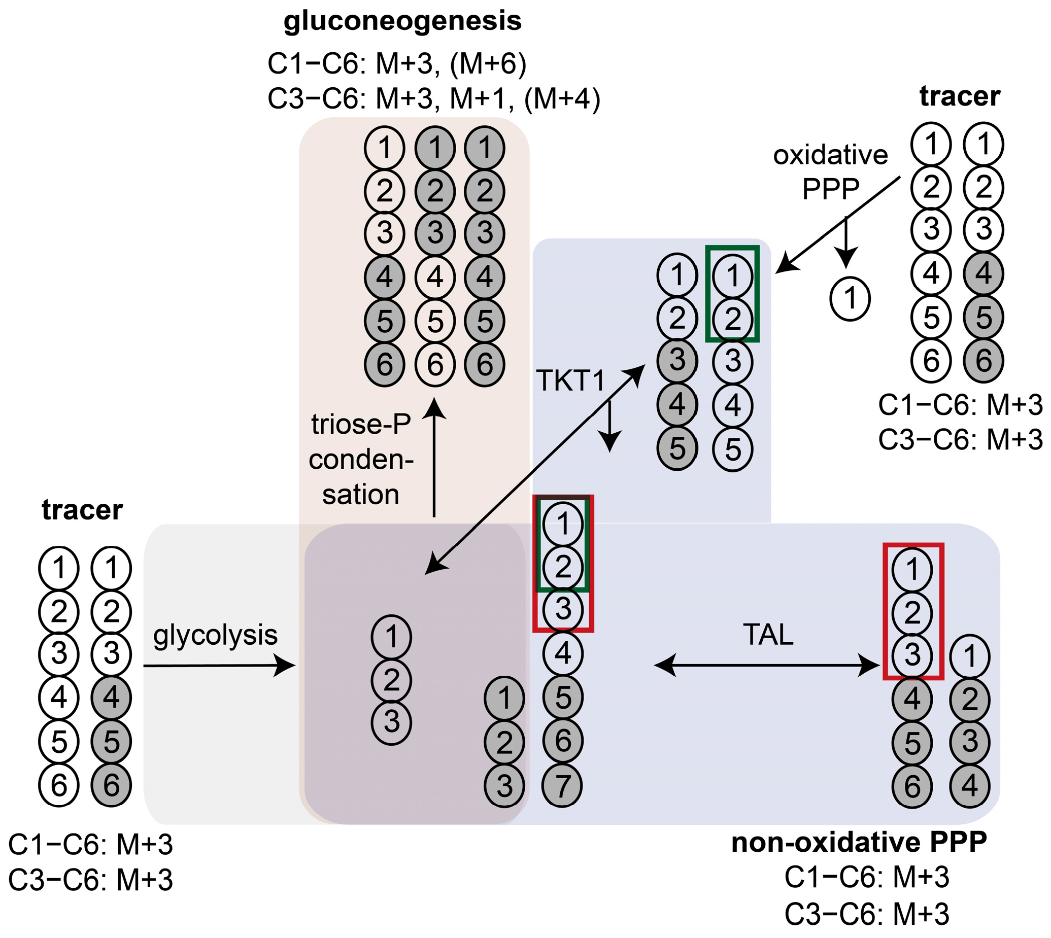 Metabolites 14 00024 g004