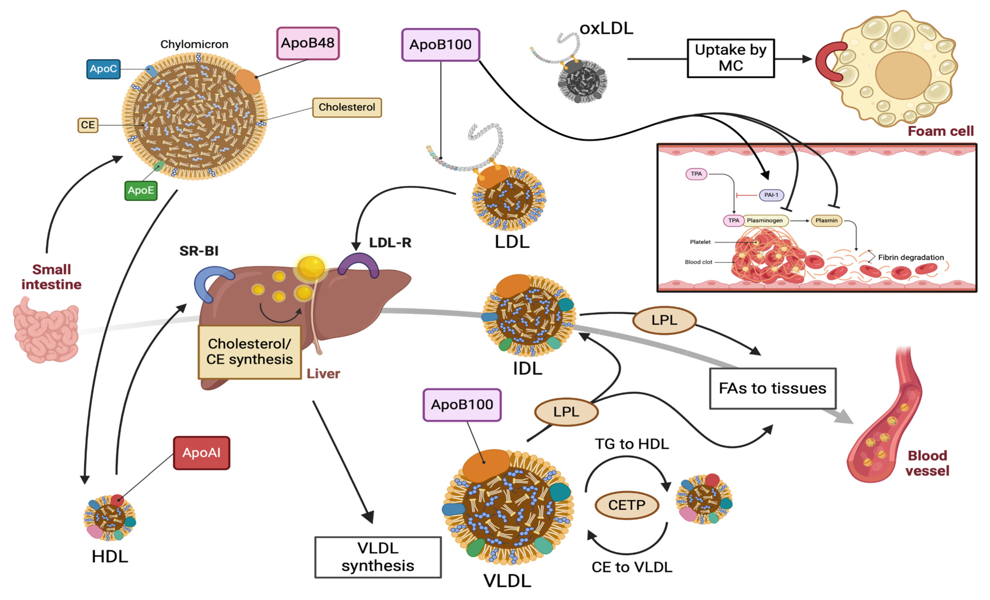 Metabolites 14 00123 g001