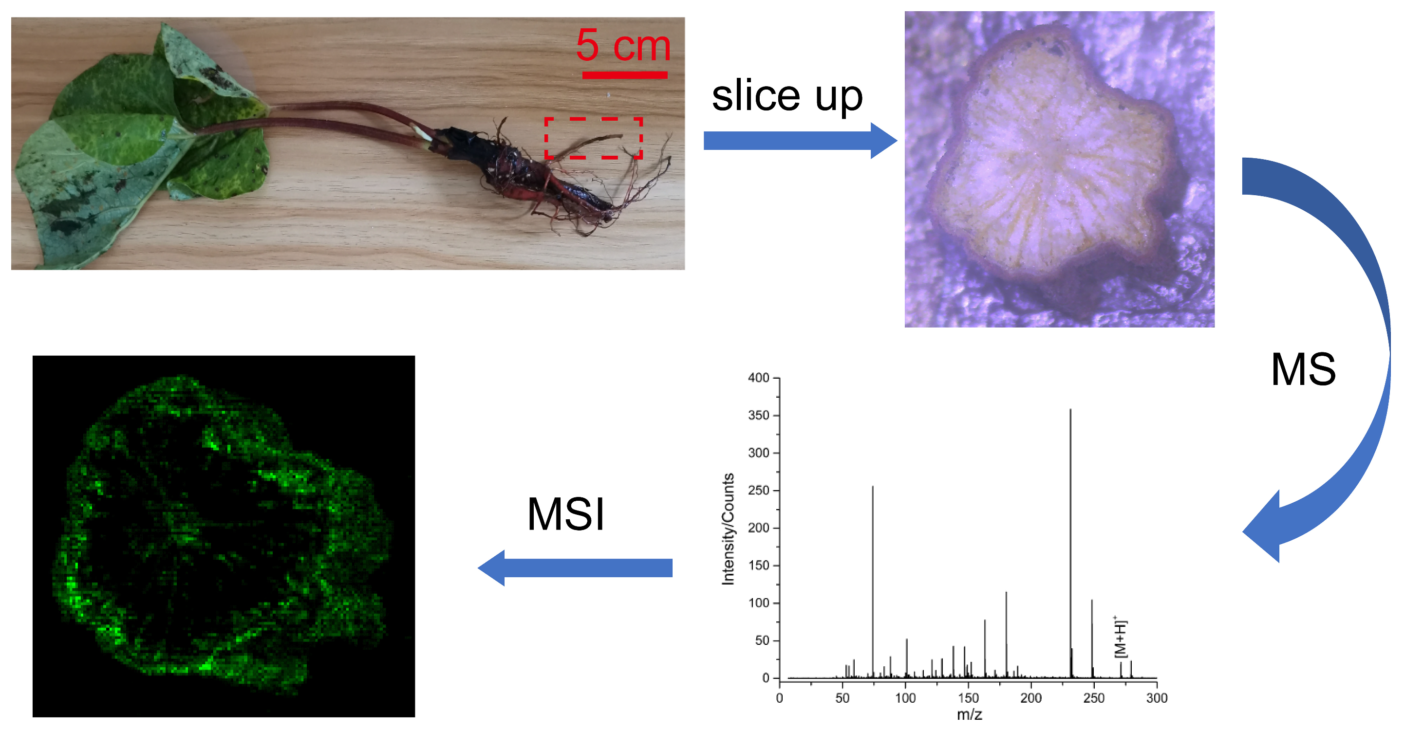 Metabolites 14 00131 g001 Metabolites 14 00131 g001