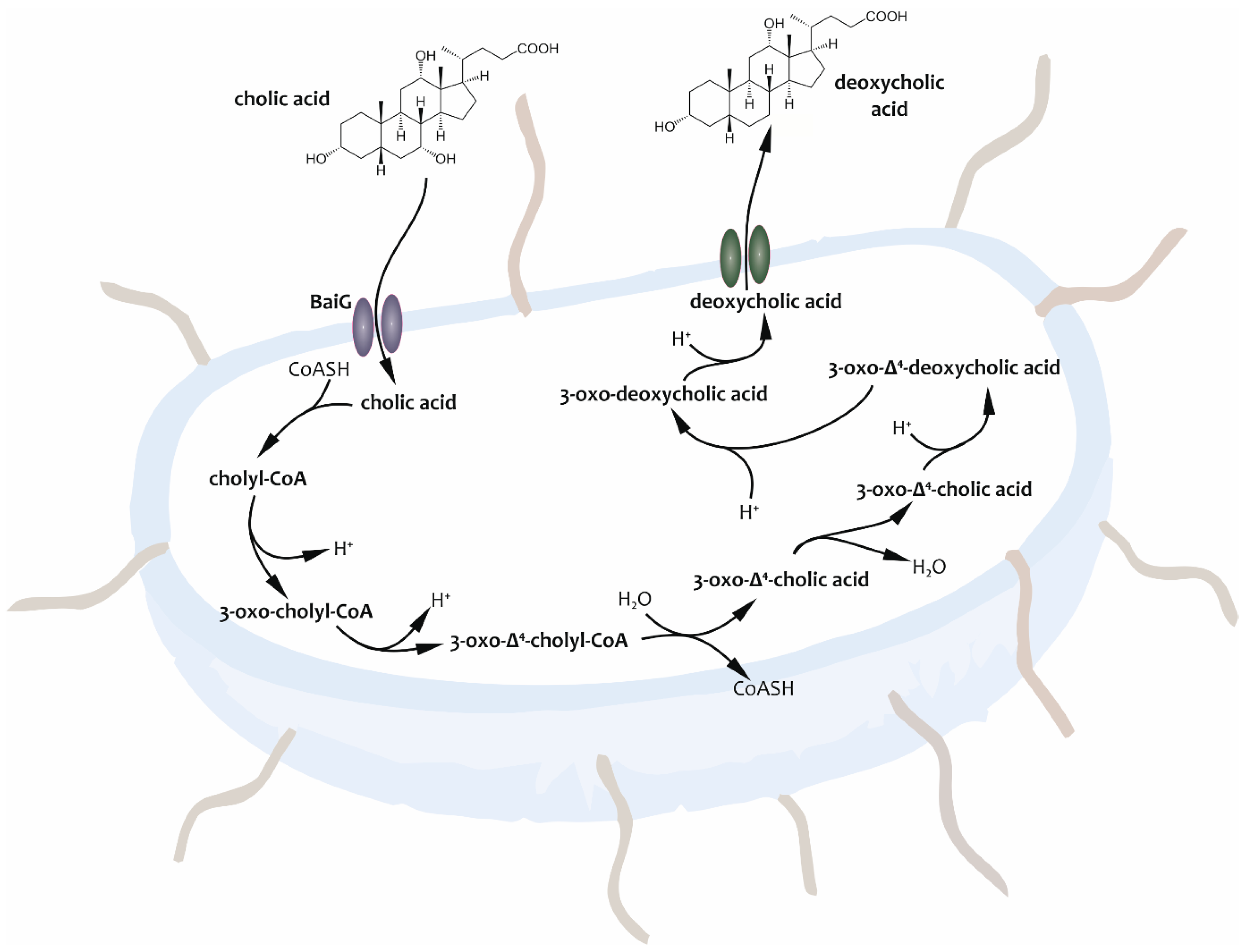 Metabolites 14 00178 g001
