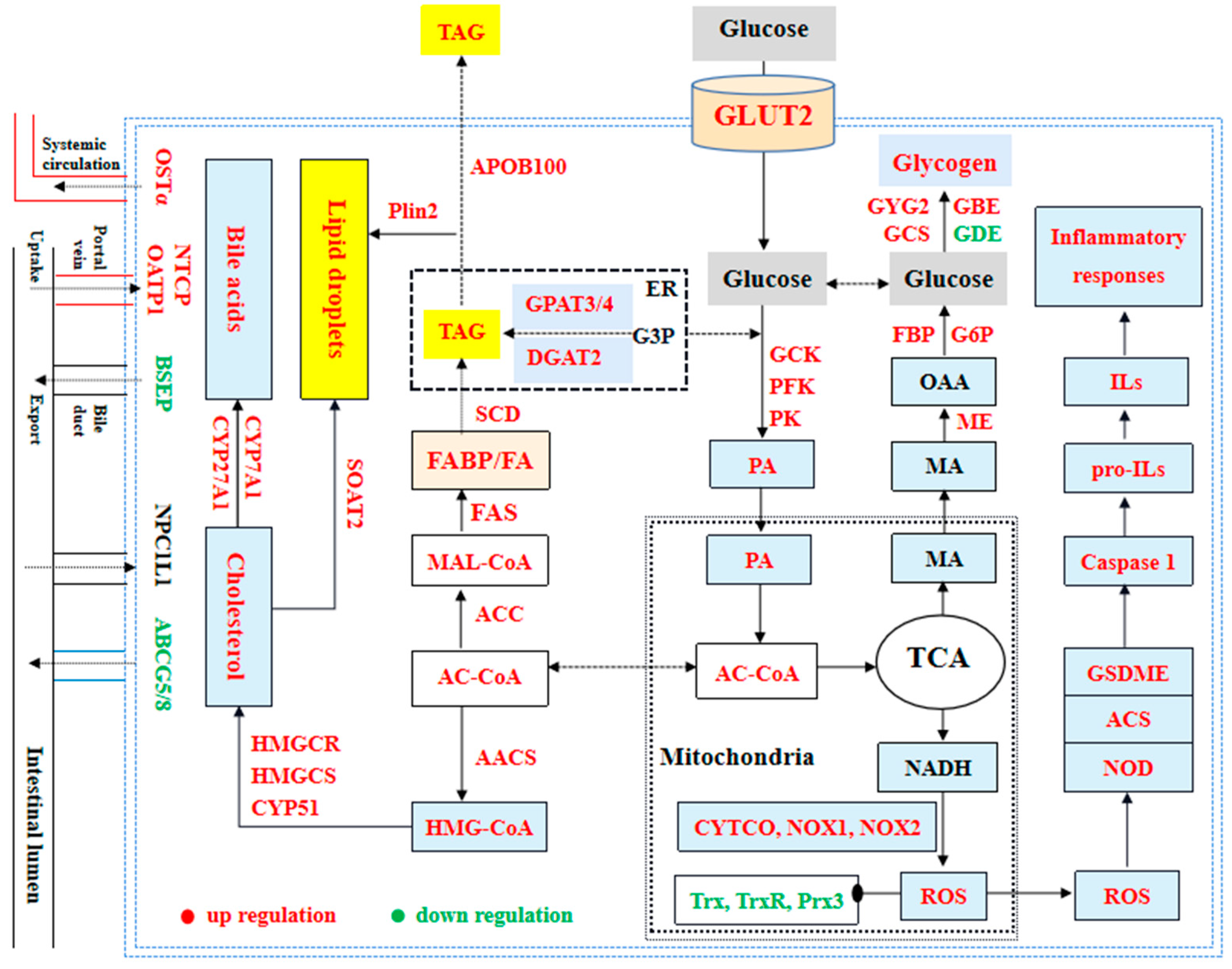 Metabolites 14 00236 g011