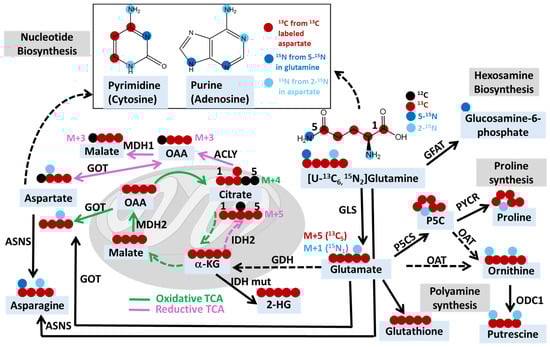 Metabolites 14 00318 g001
