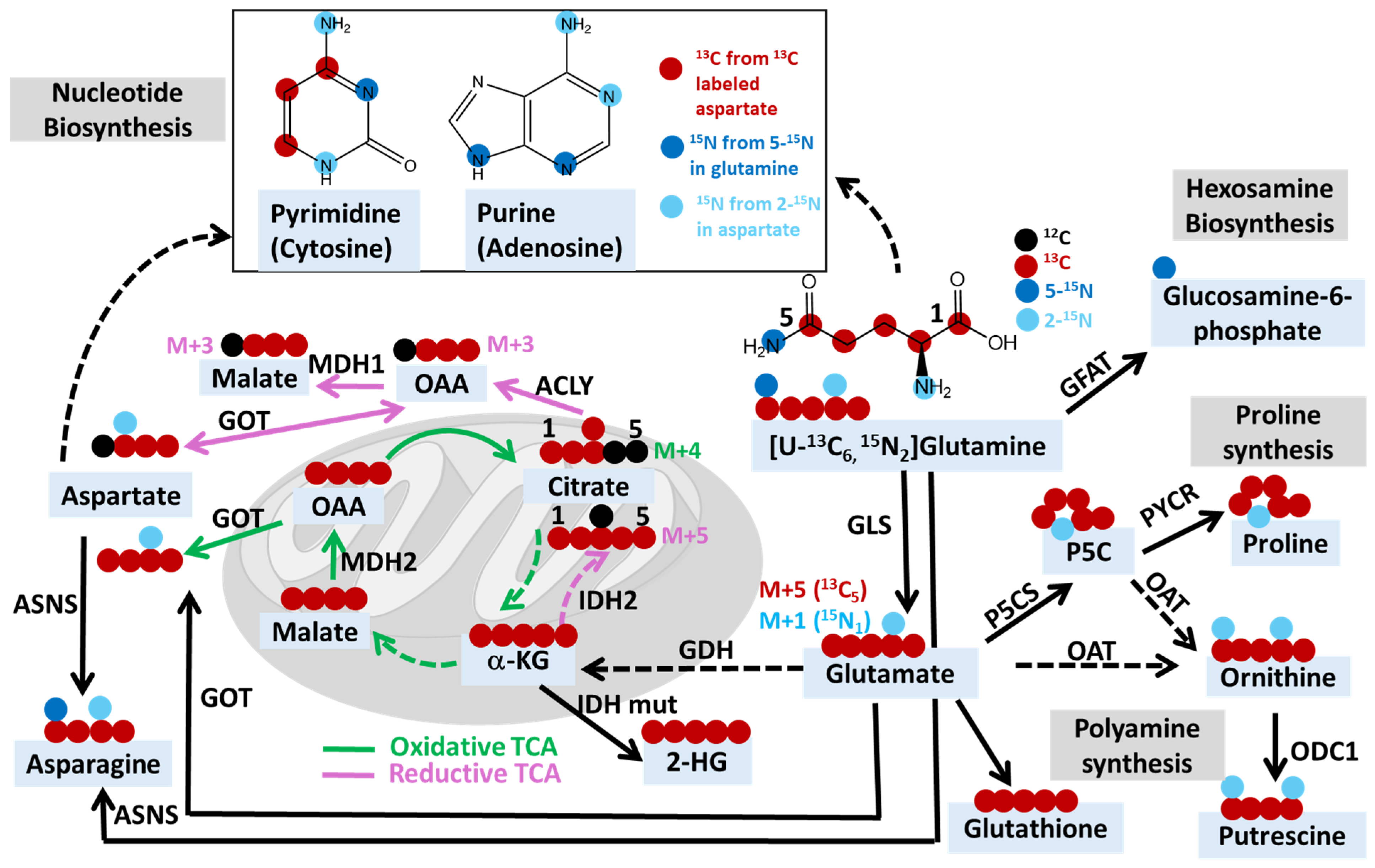 Metabolites 14 00318 g001