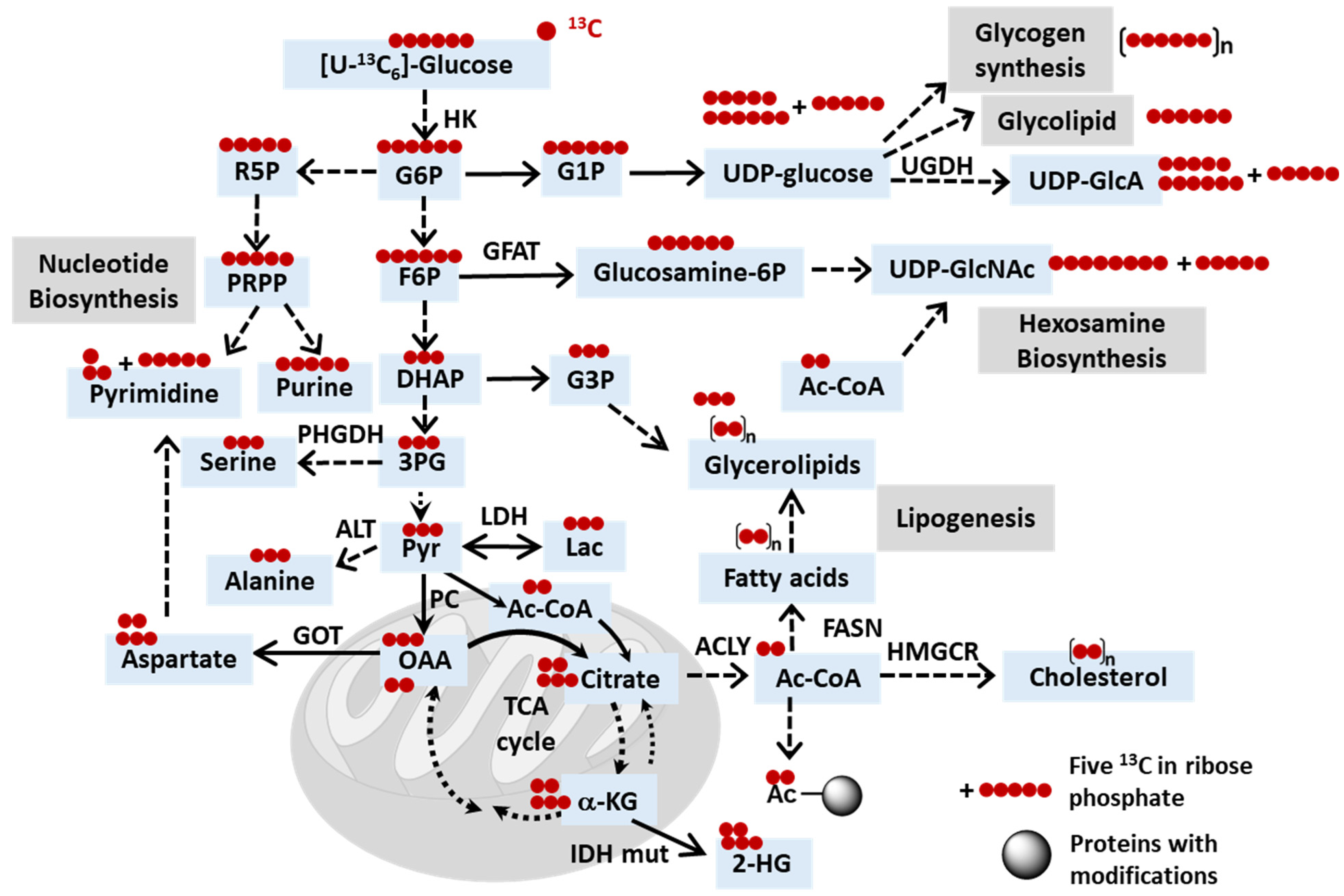 Metabolites 14 00318 g002