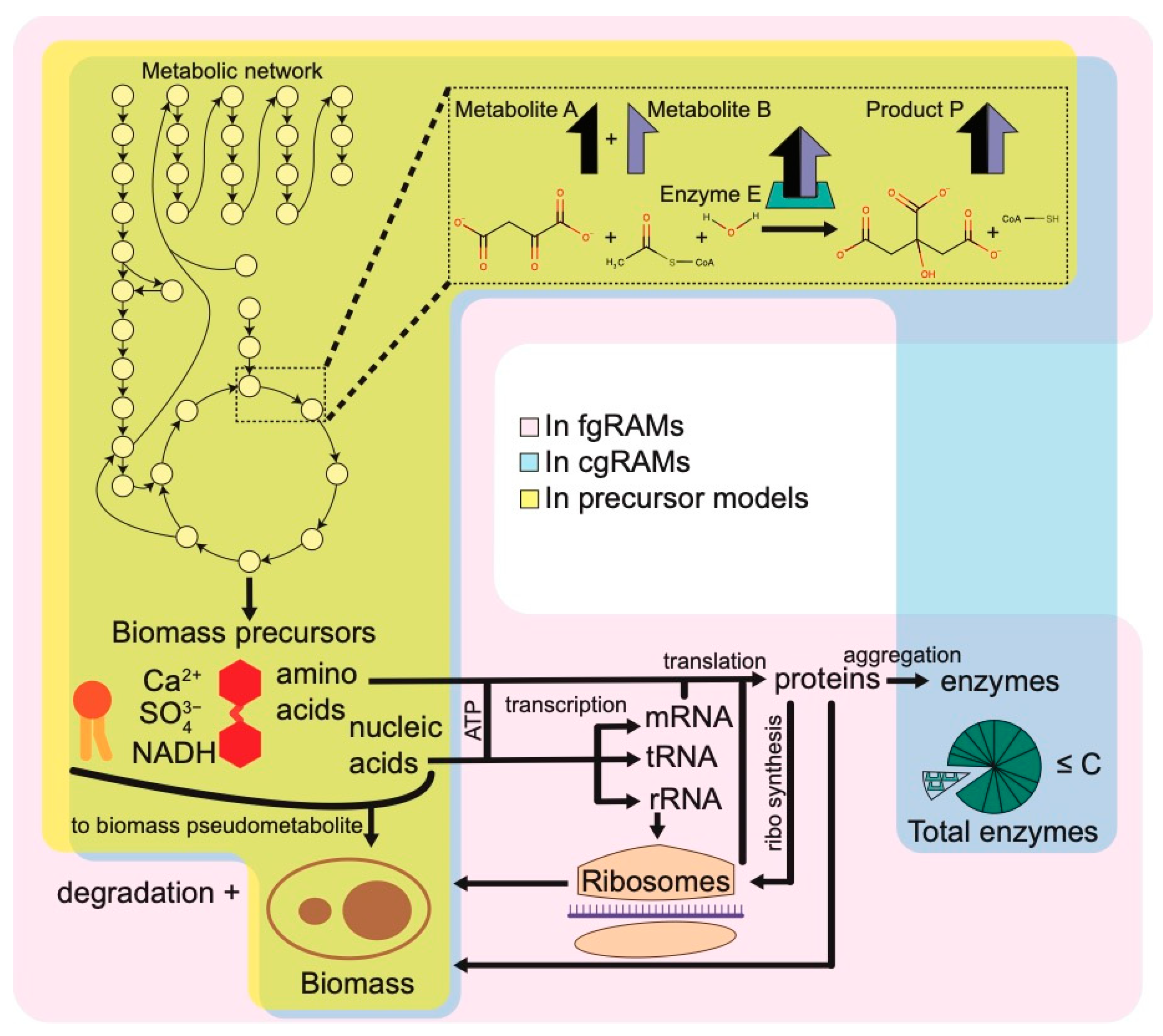Metabolites 14 00365 g003
