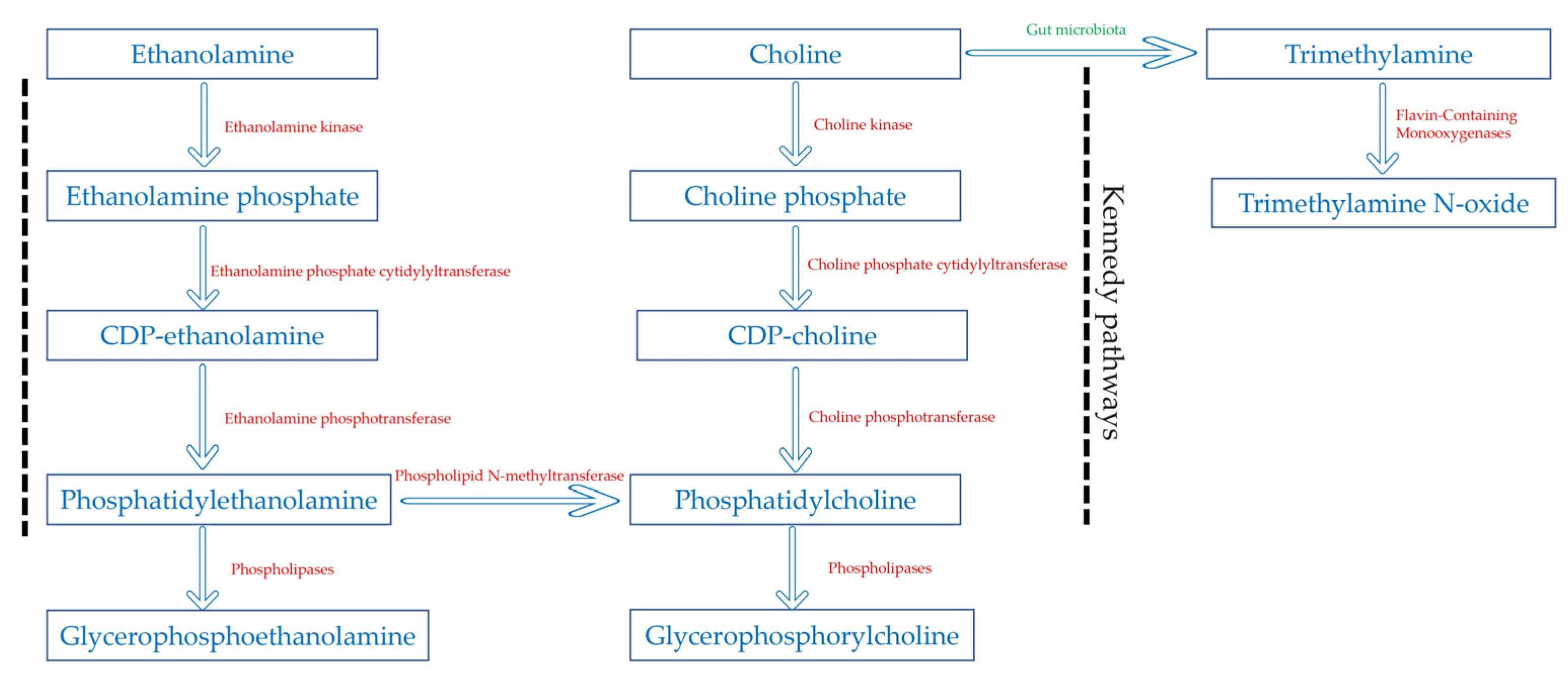Metabolites 14 00457 g004