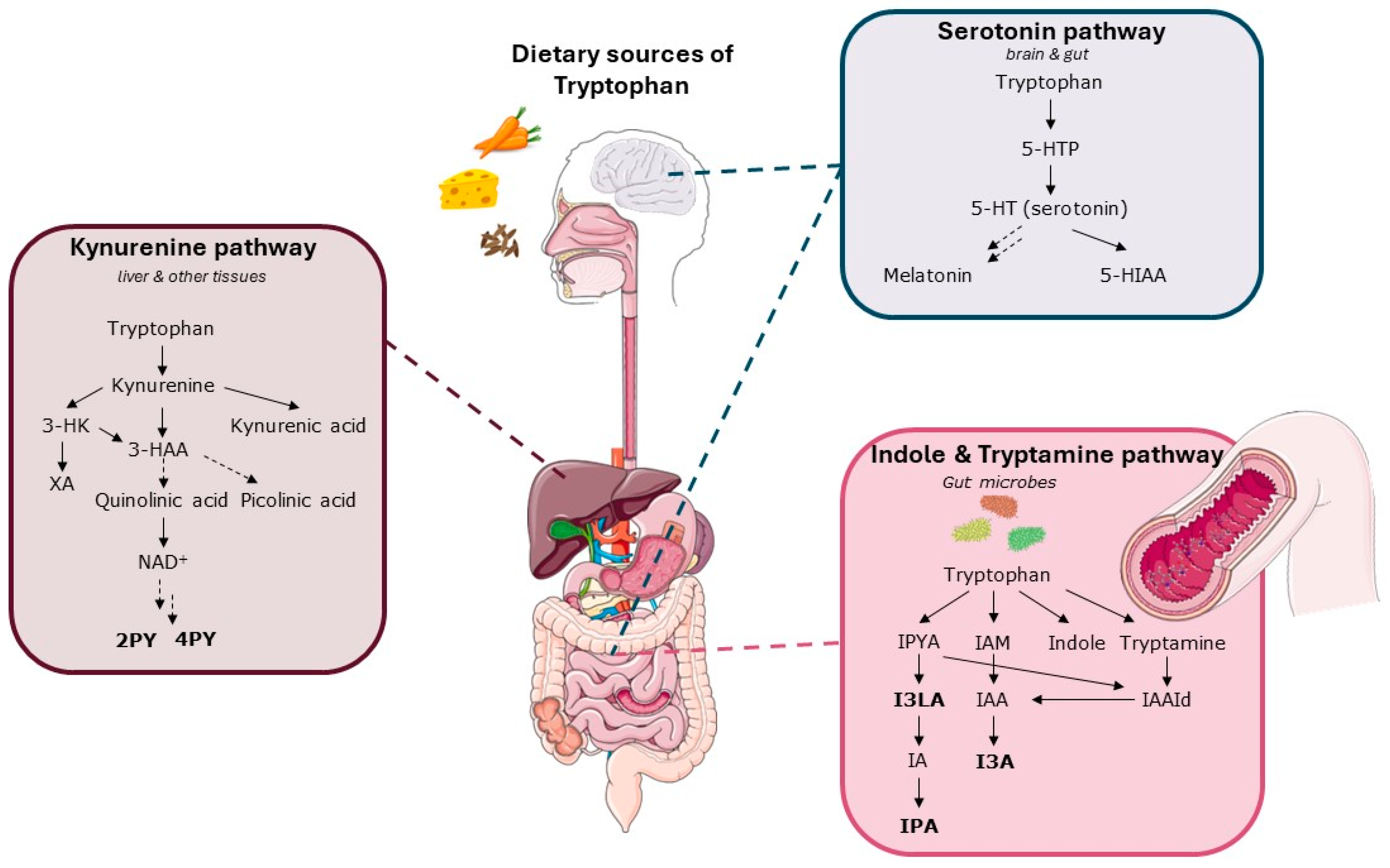 Metabolites 14 00479 g006