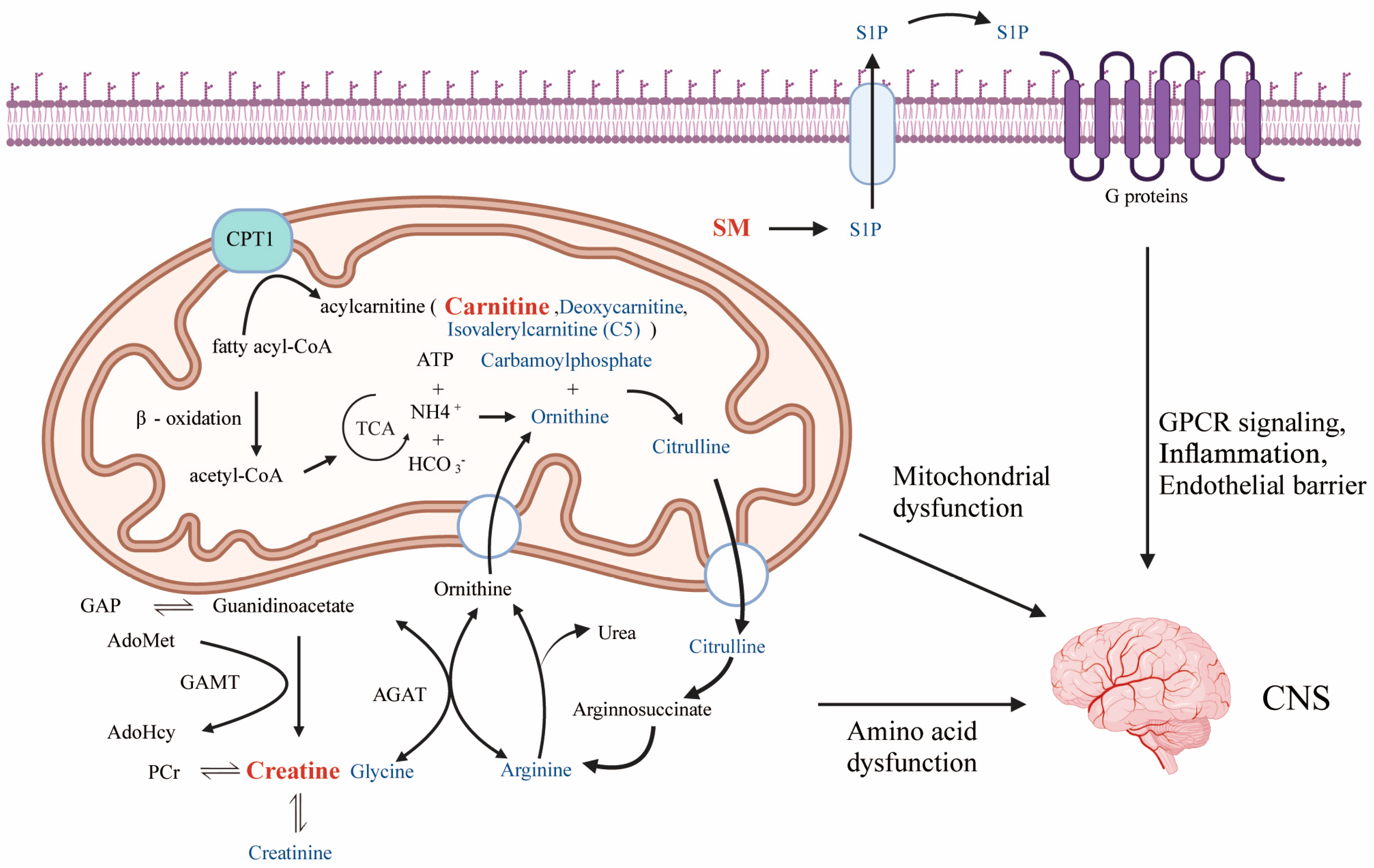 Metabolites 14 00557 g008