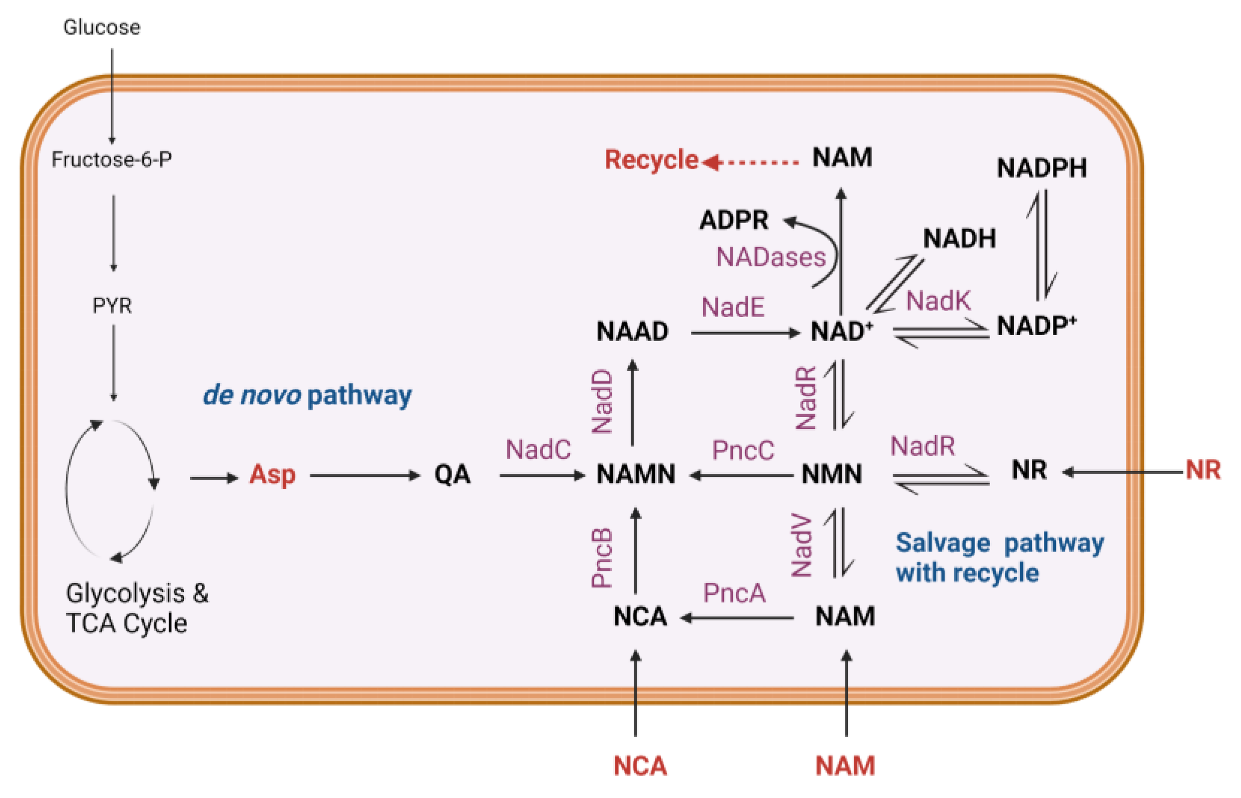 Metabolites 14 00607 g001