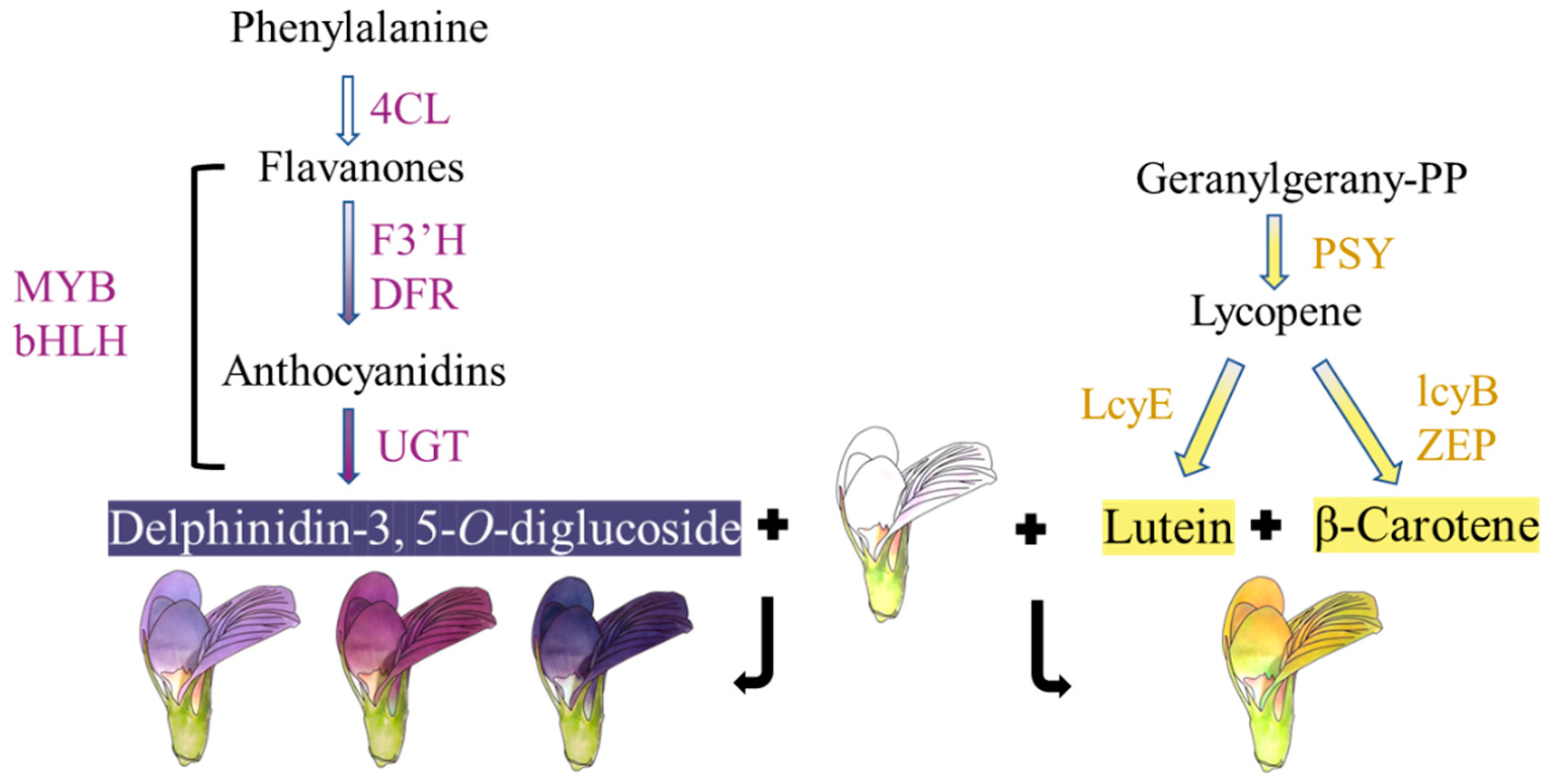 Metabolites 15 00135 g007