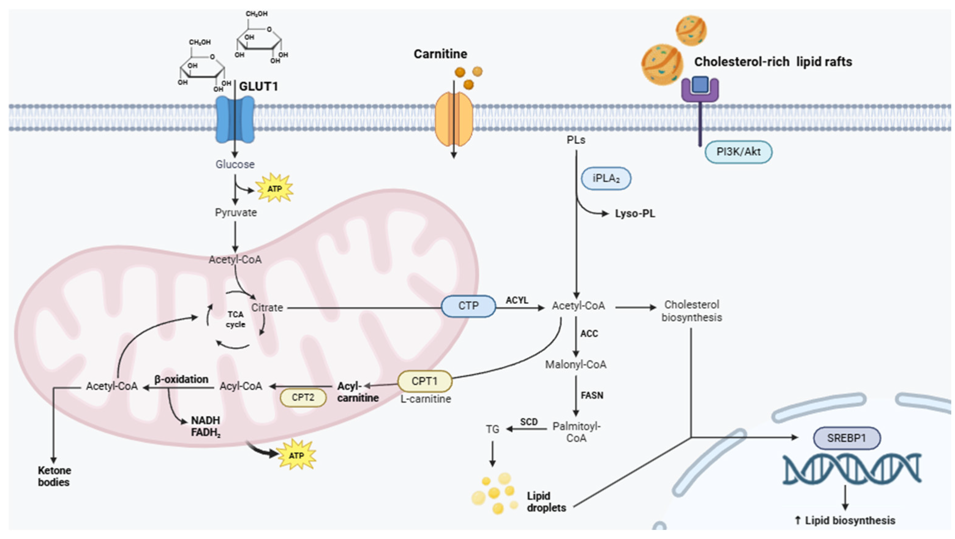 Metabolites 15 00221 g002