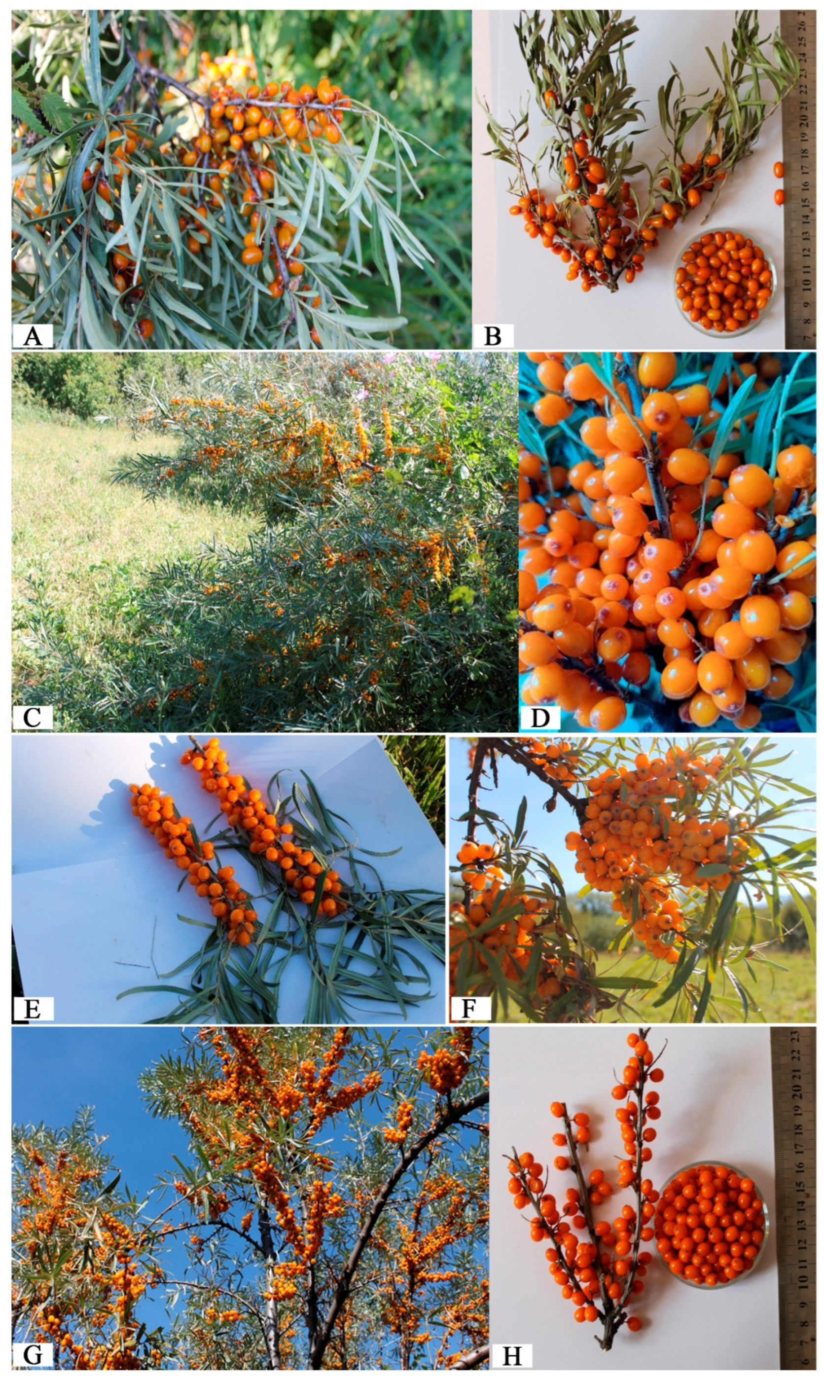 Metabolites 15 00256 g002