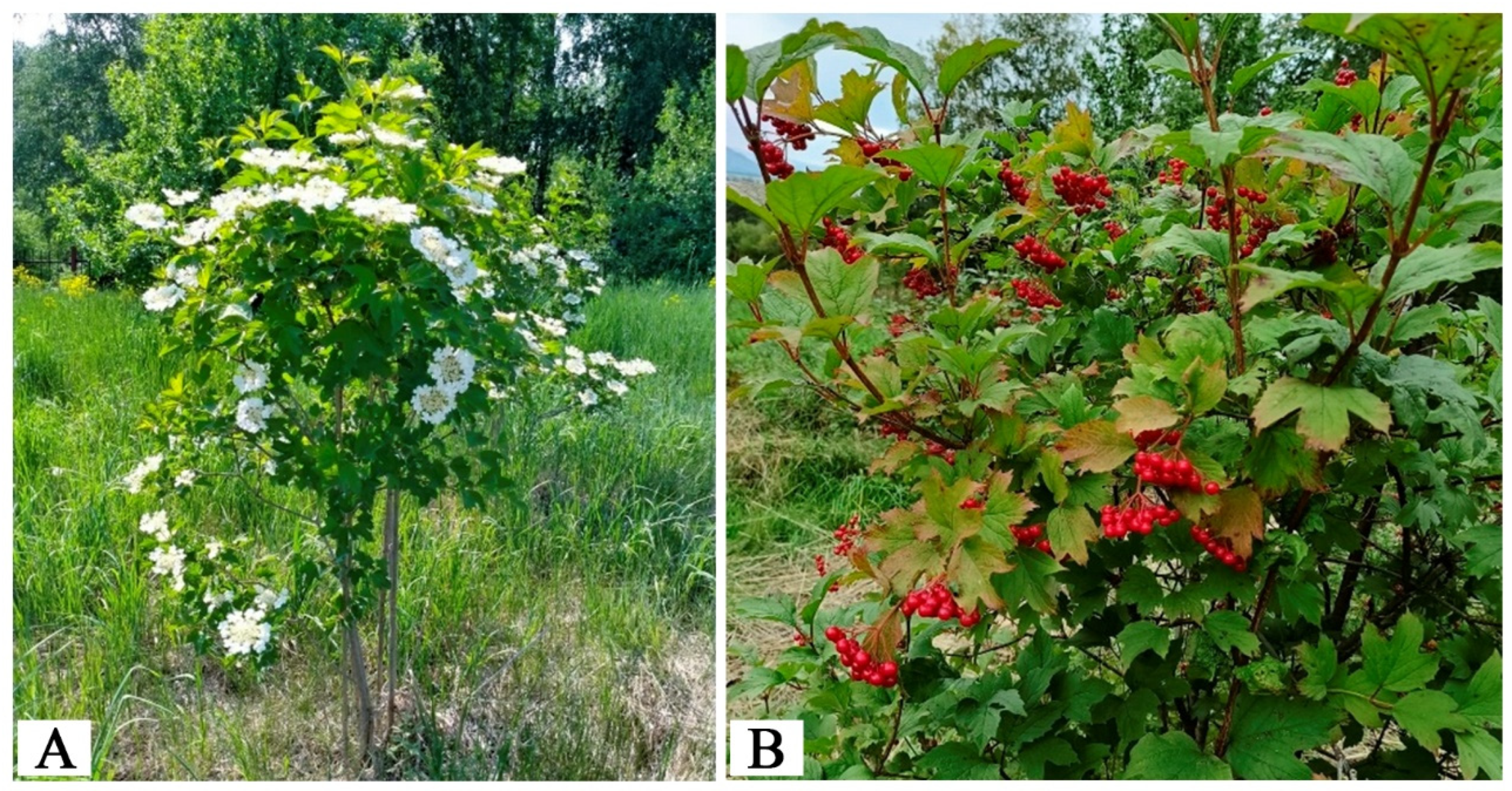 Metabolites 15 00256 g003