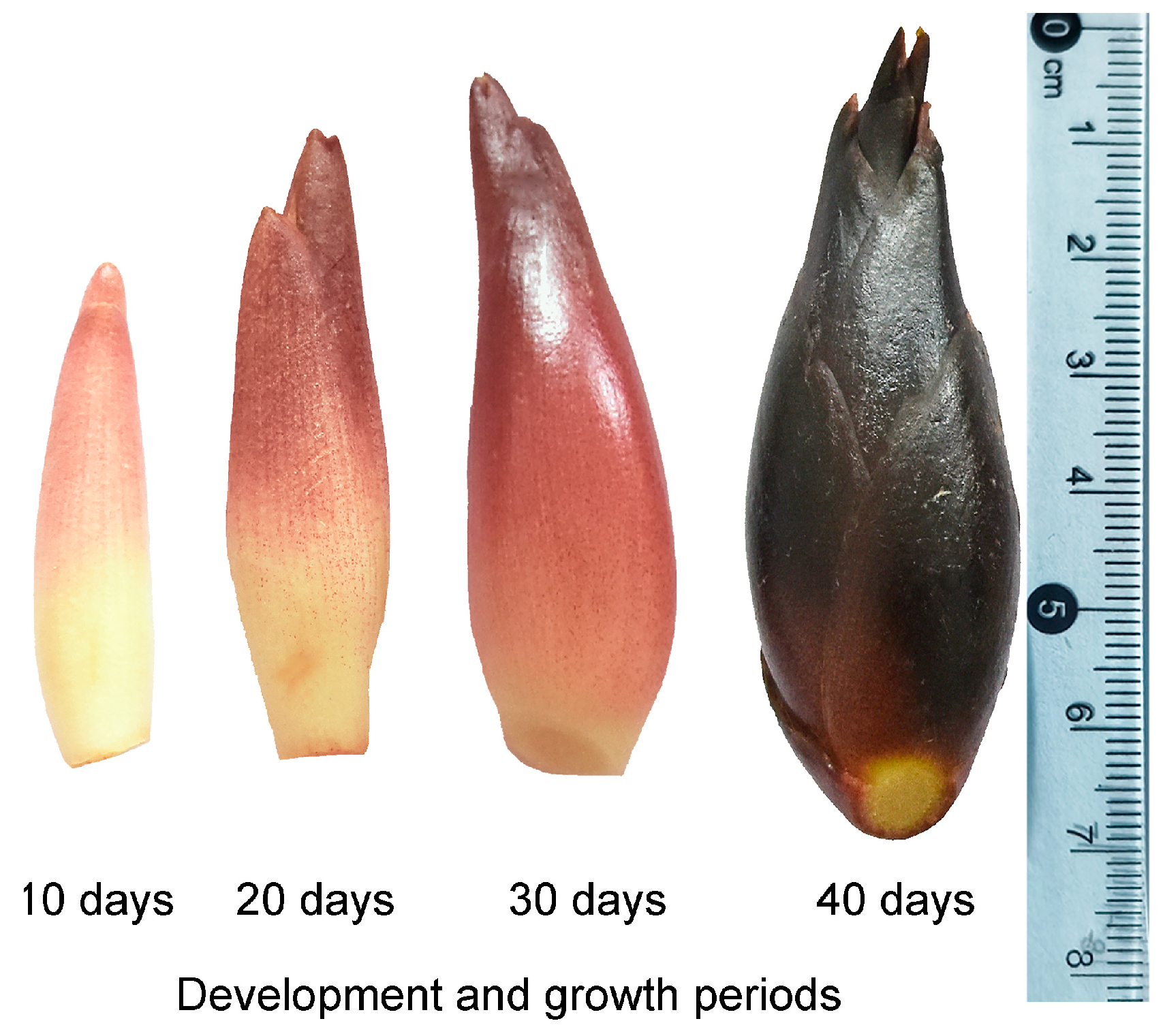Metabolites 15 00358 g001 Metabolites 15 00358 g001