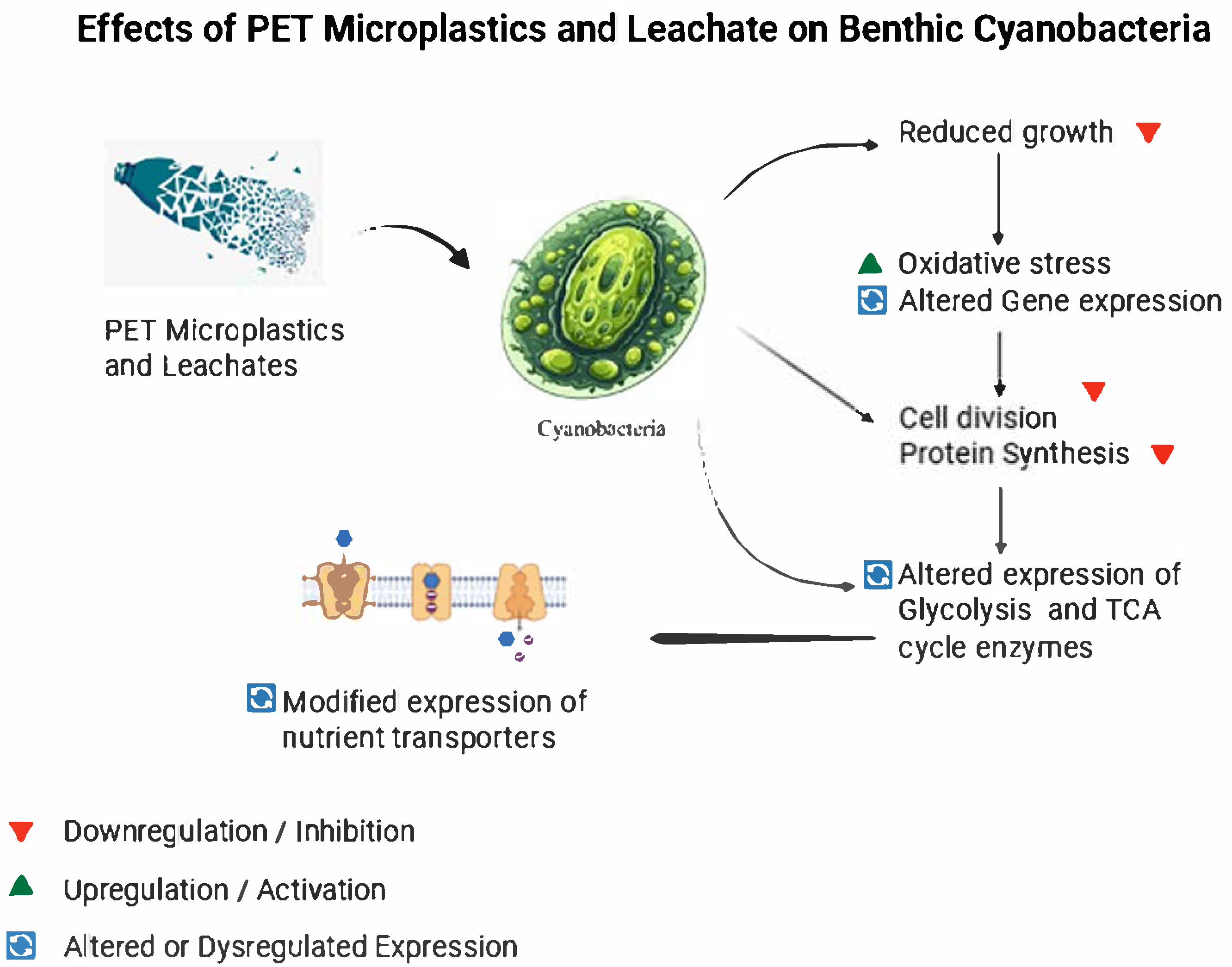 Metabolites 15 00383 g003