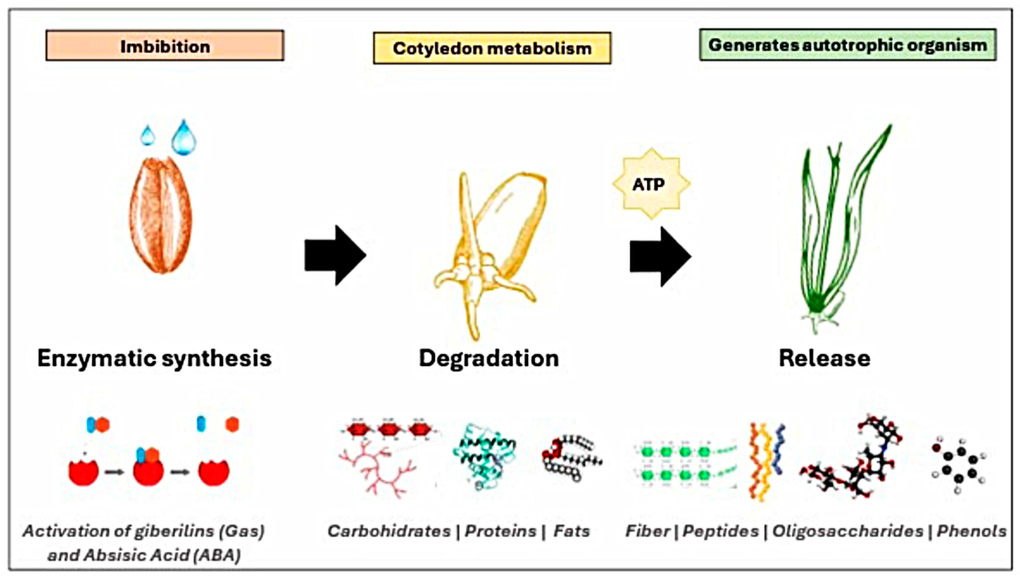 Metabolites 15 00425 g001