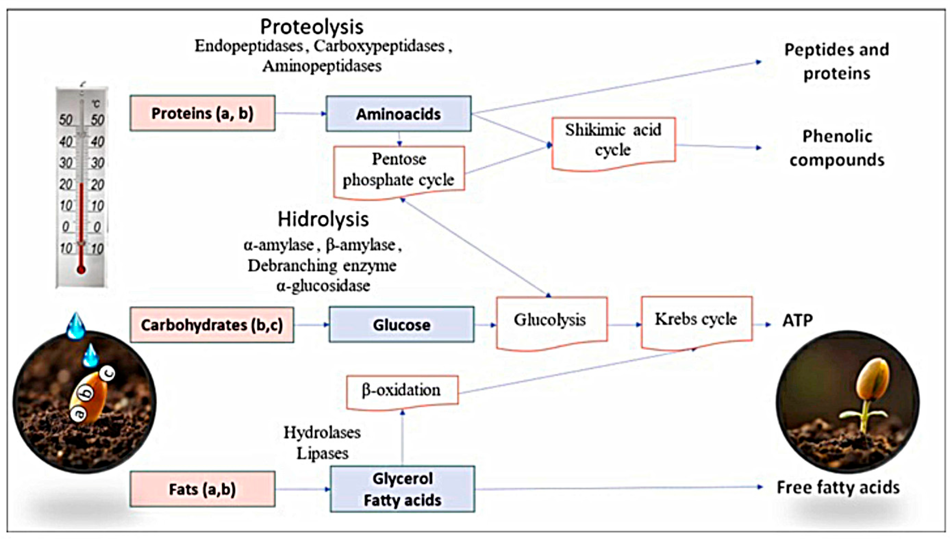 Metabolites 15 00425 g002