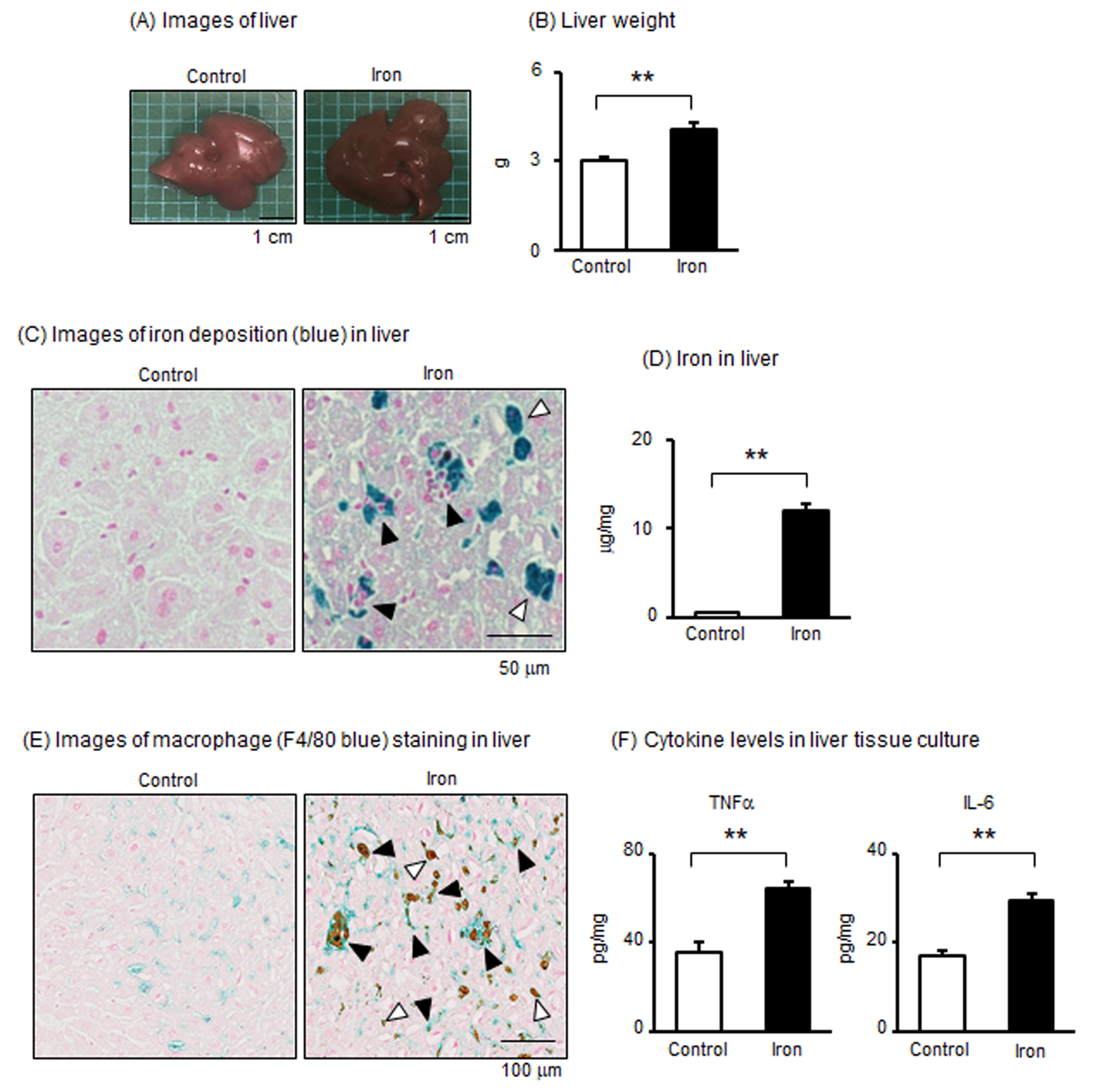 Metabolites 15 00431 g003