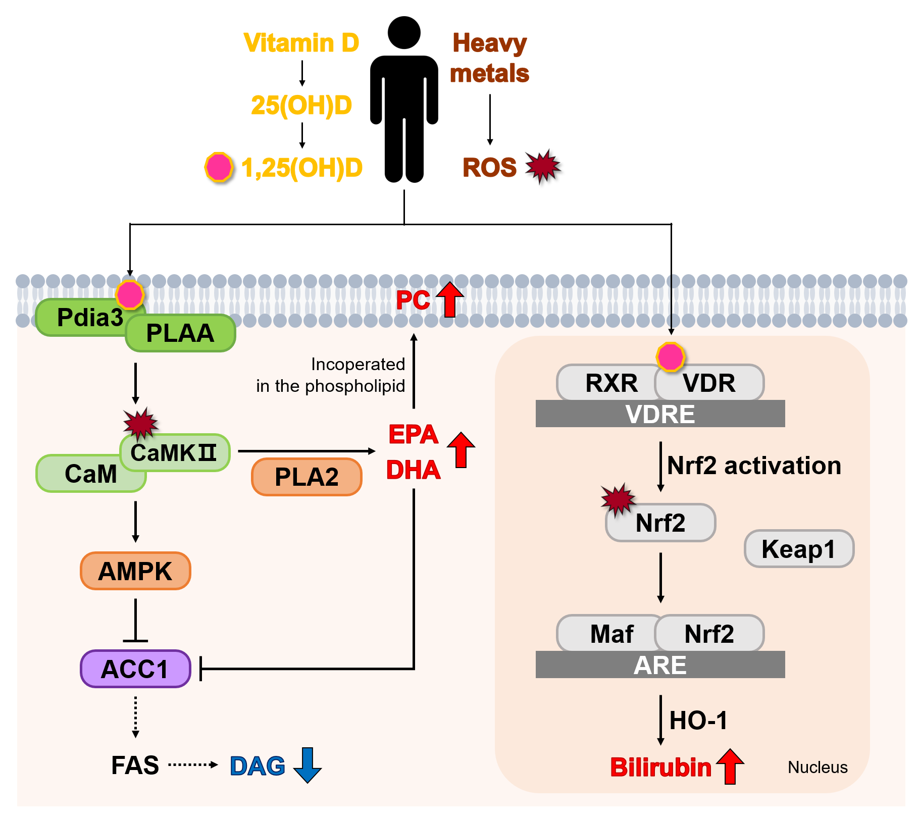 Metabolites 15 00440 g004