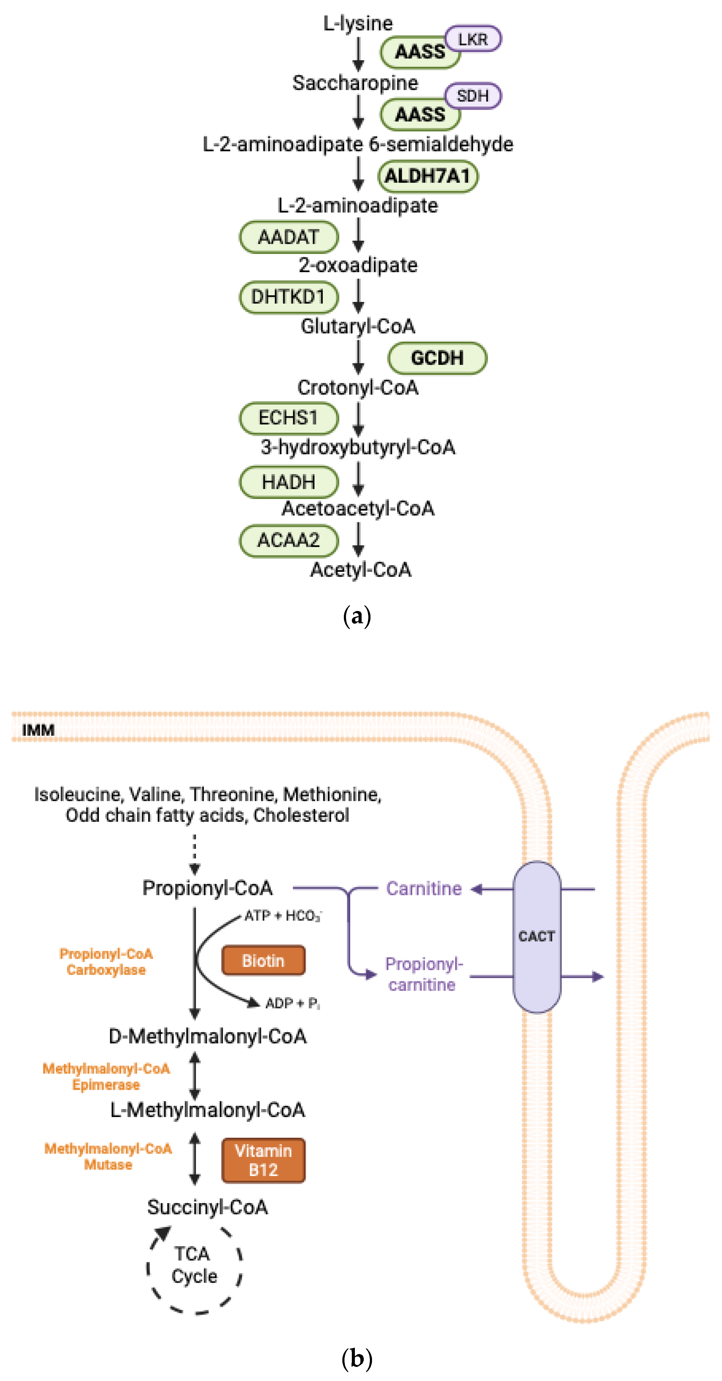 Metabolites 15 00446 g002 Metabolites 15 00446 g002