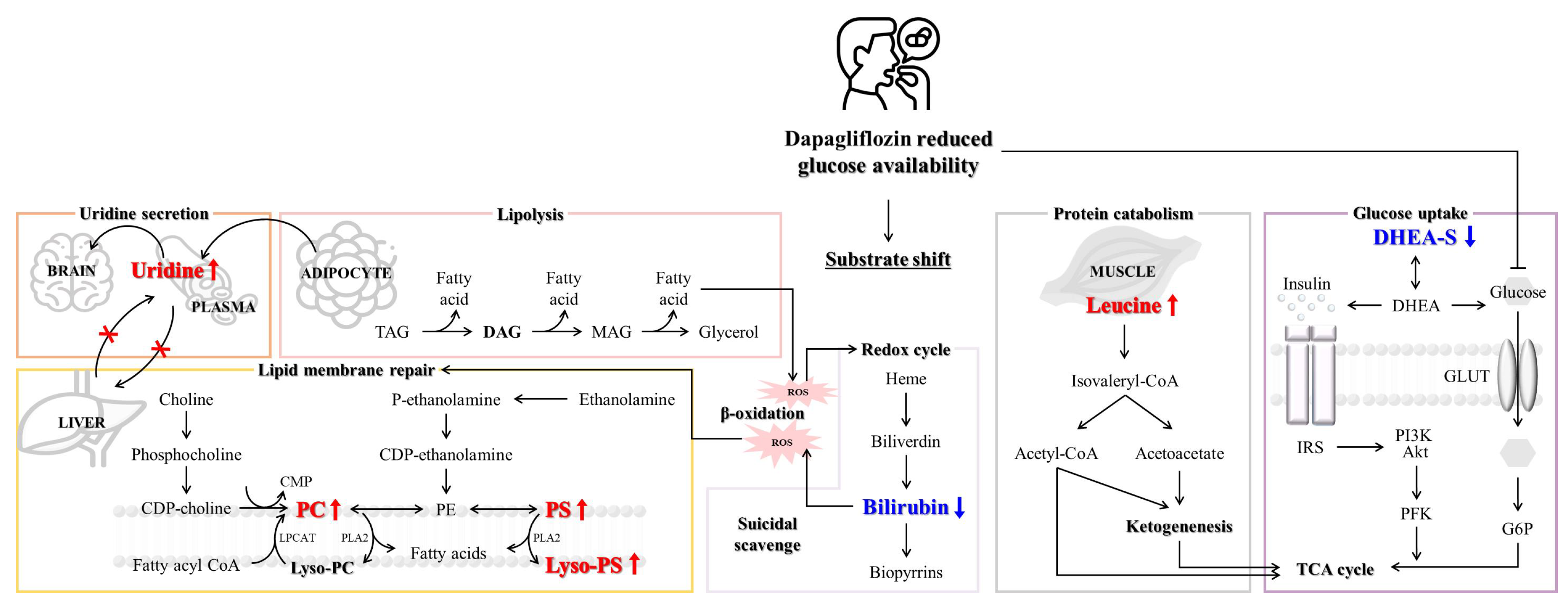 Metabolites 15 00484 g004