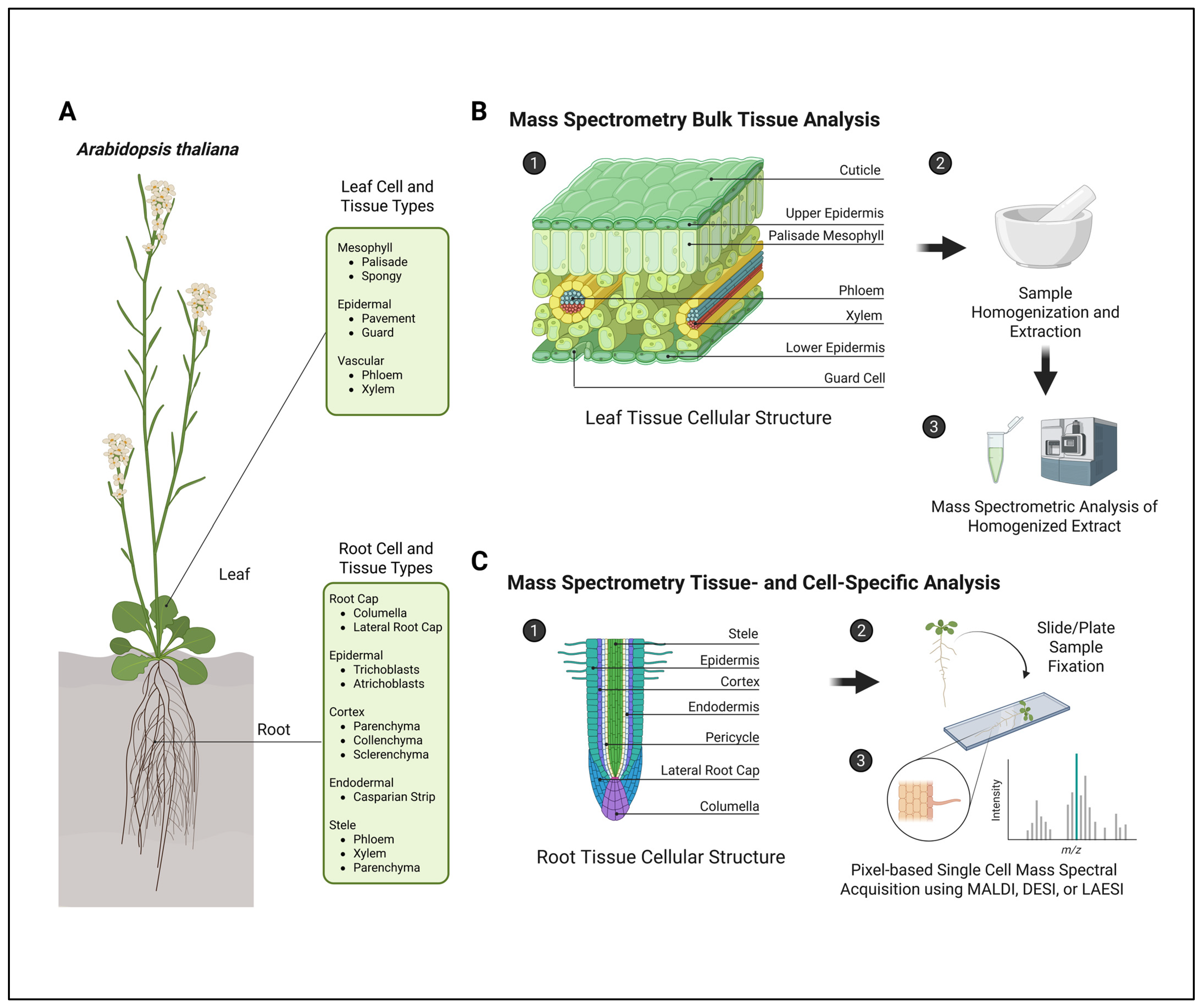 Metabolites 15 00539 g001
