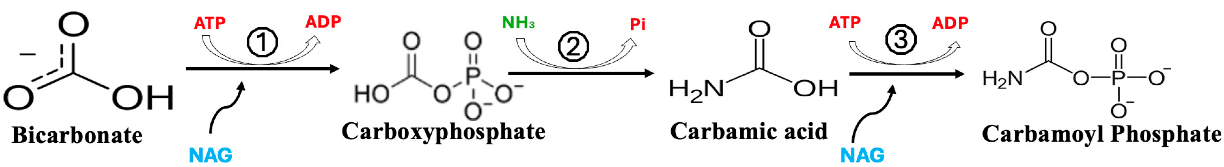 Metabolites 15 00573 g004