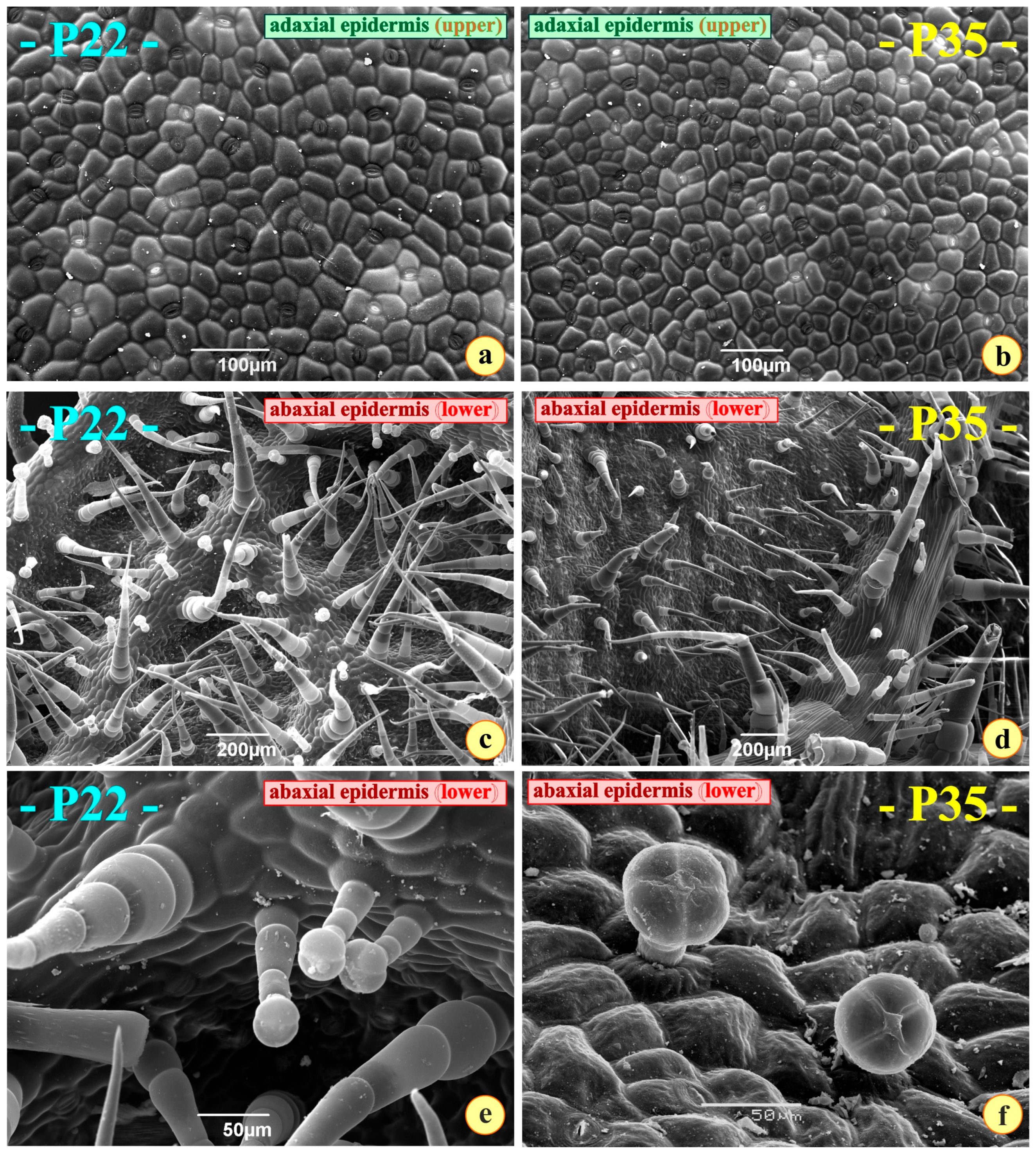 Metabolites 15 00585 g005