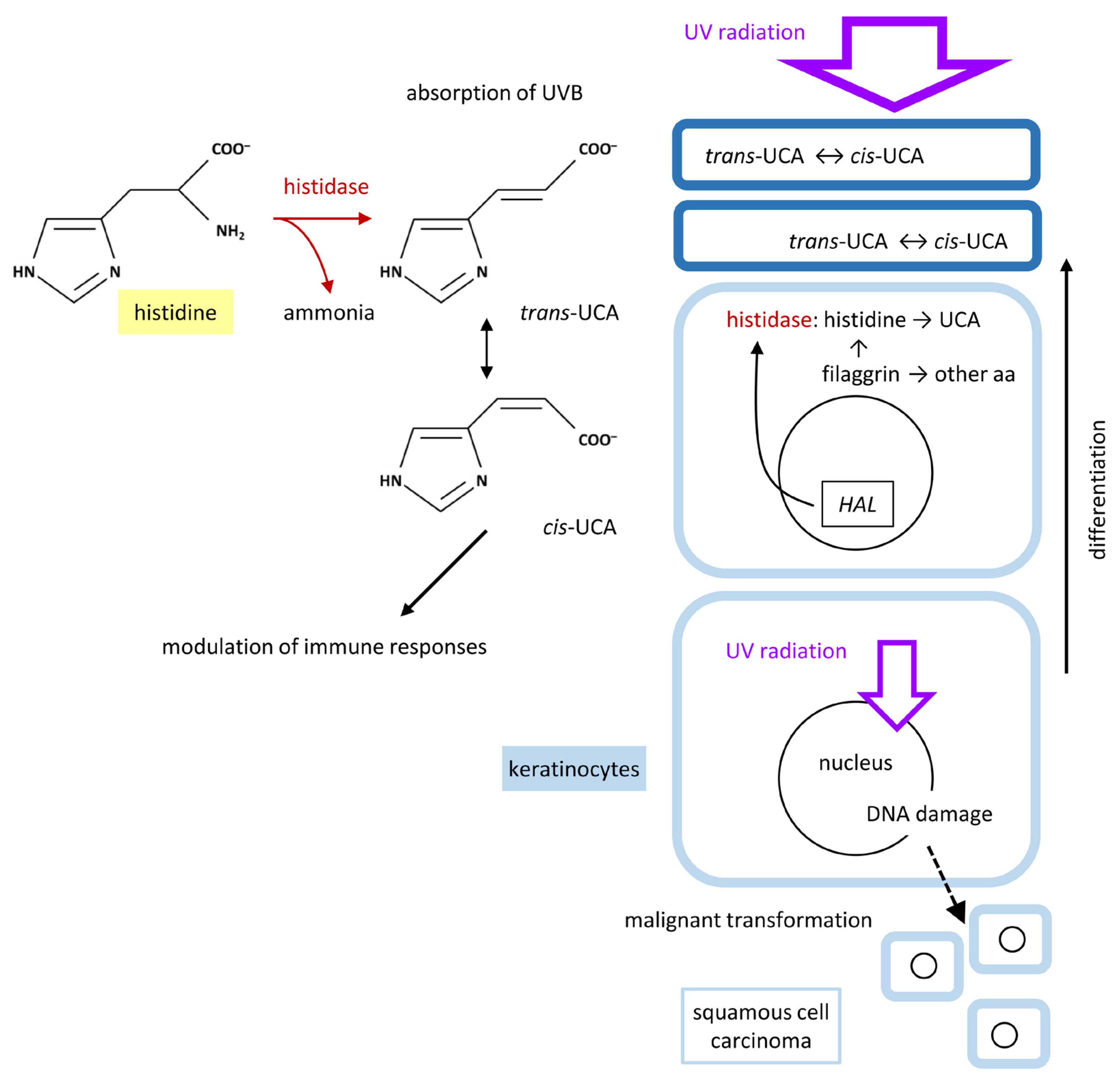 Metabolites 15 00601 g004