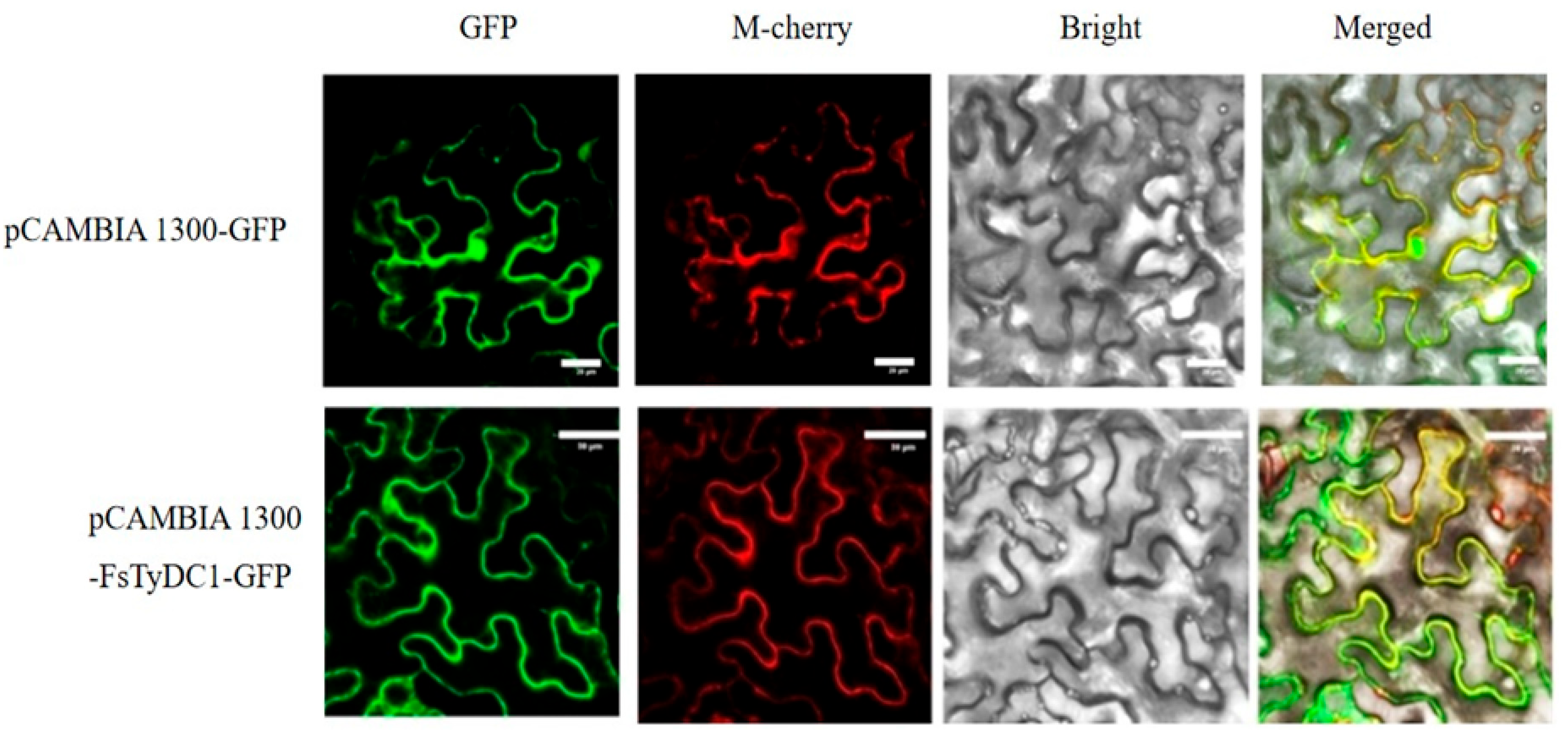 Metabolites 15 00628 g004 Metabolites 15 00628 g004