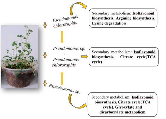 Metabolites 15 00652 g009