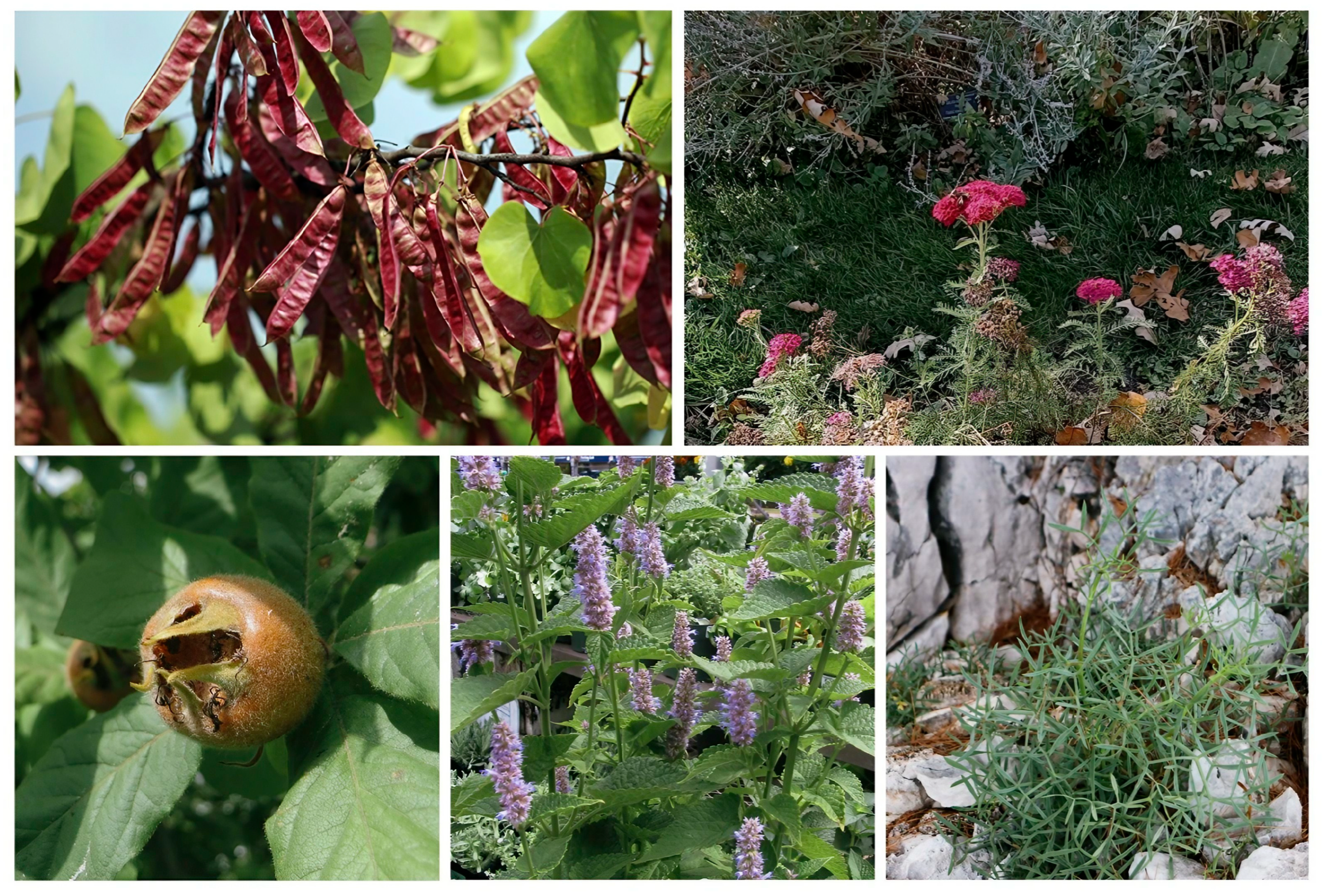 Metabolites 15 00720 g001