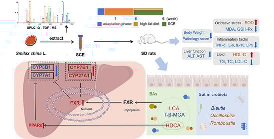 Chemical profiles of SCE analyzed using UPLC-Q-TOF-MS. (A) Total ion chromatogram of SCE; (B,C) extracted ion chromatograms of identified compounds in negative mode.