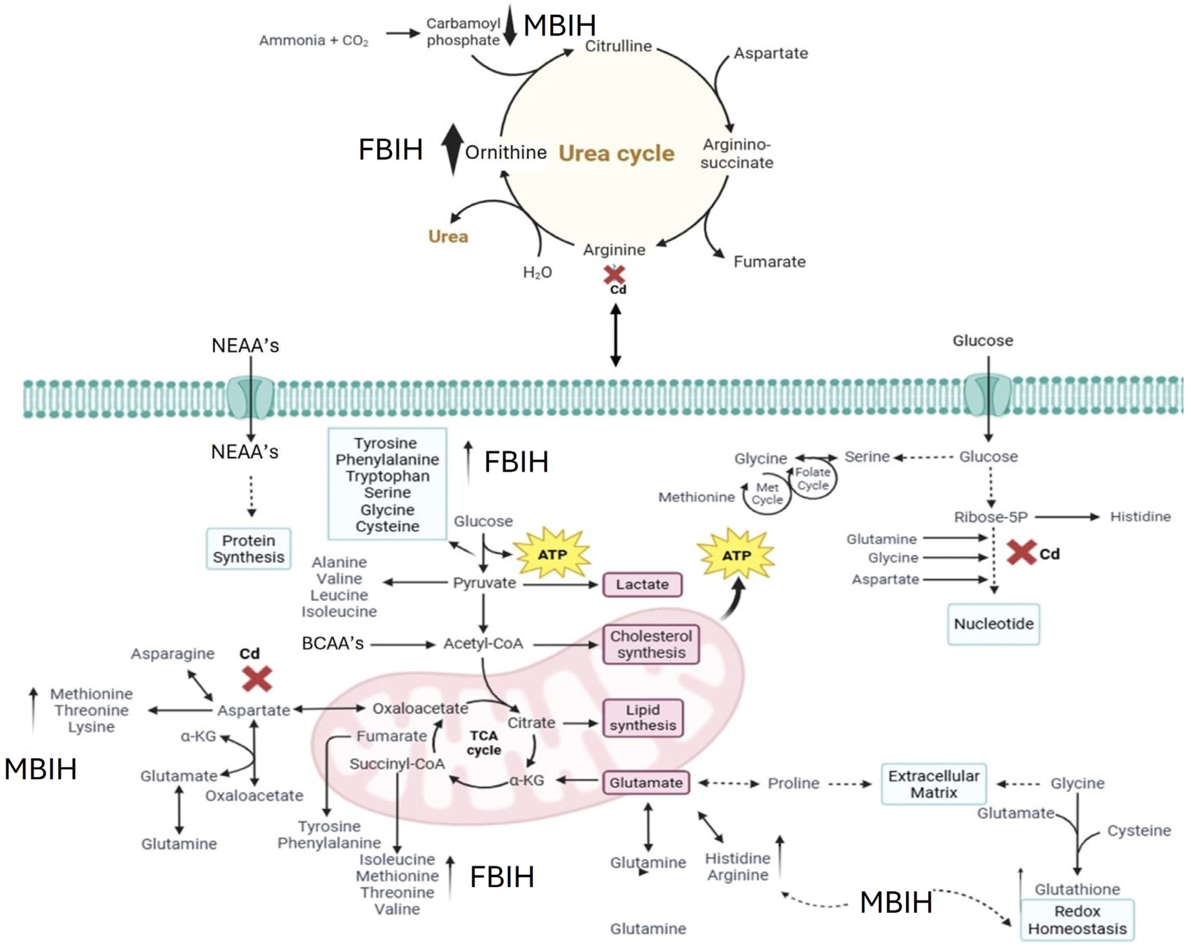 Metabolites 16 00155 g008
