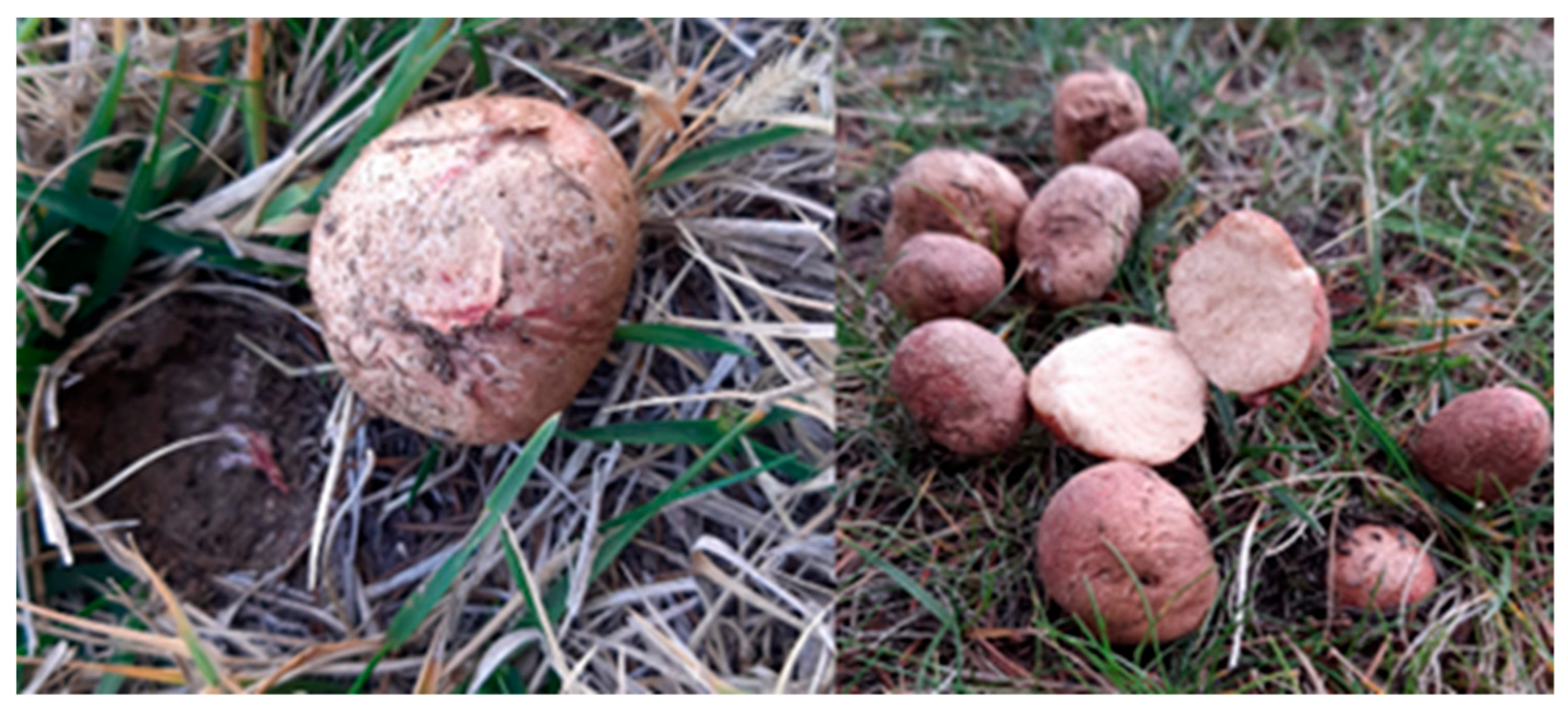 Metabolites 16 00176 g001