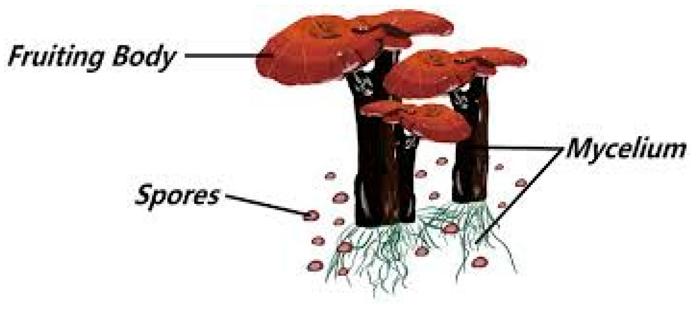 Metabolites 16 00334 g001 Metabolites 16 00334 g001