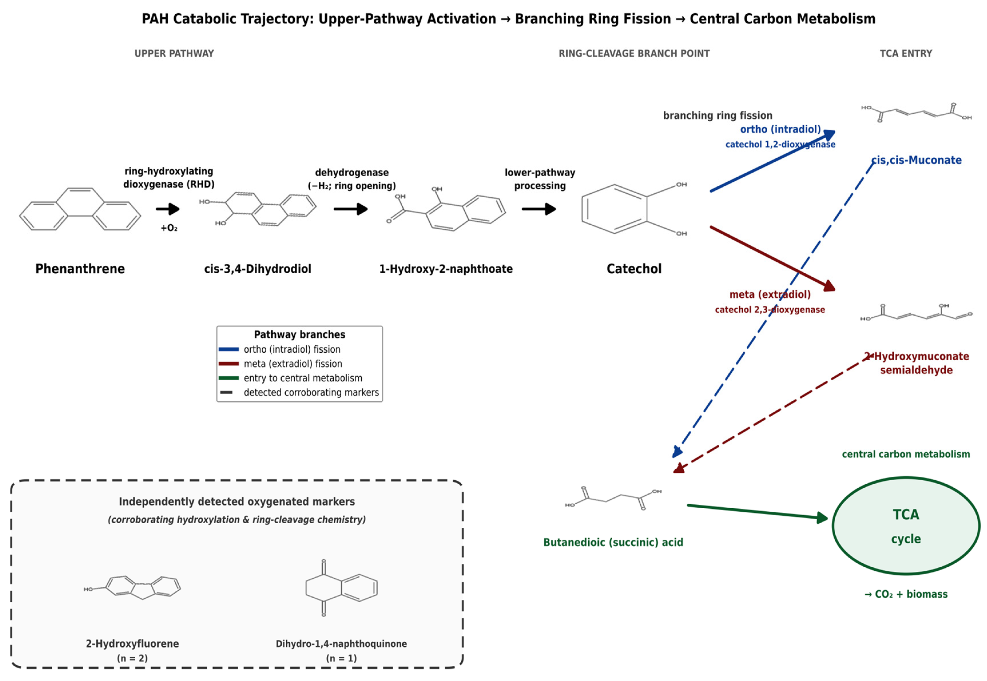 Metabolites 16 00605 g013 Metabolites 16 00605 g013