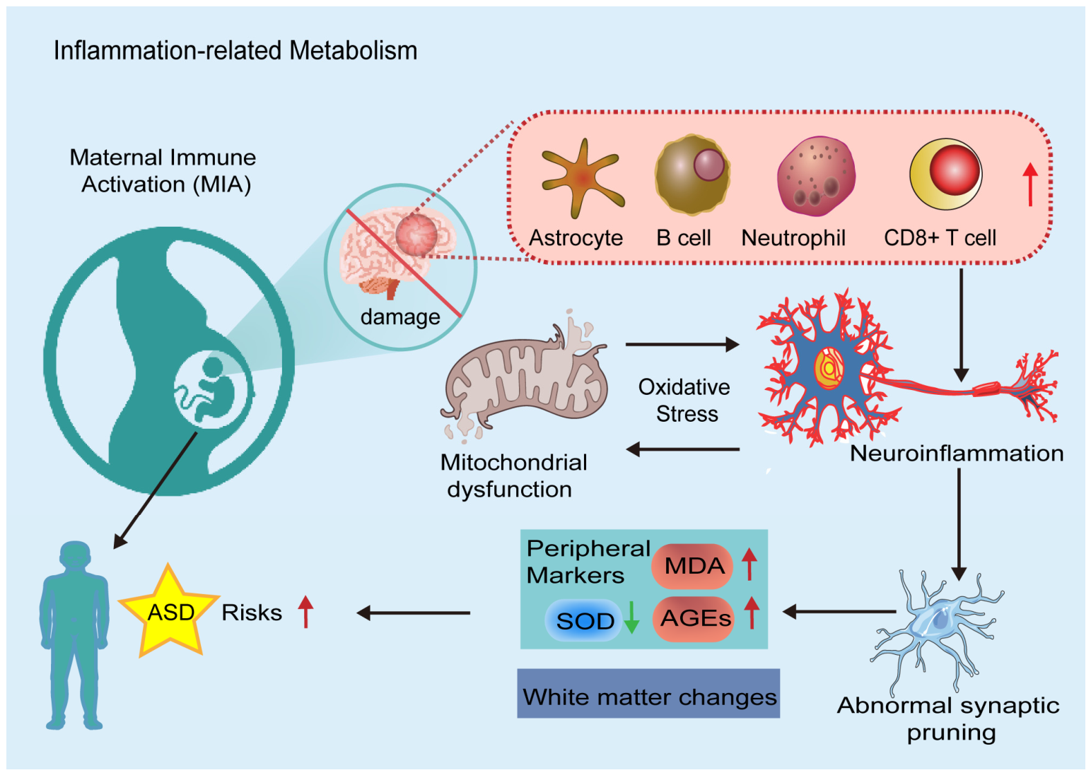 Pathogenesis Cascade Metabolic Dysregulation and Metabolite-Targeted Interventions in Autism ...