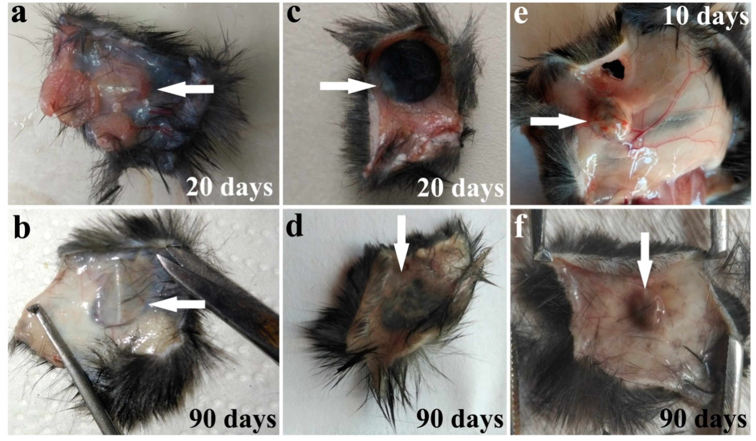 Metals 10 00867 g004