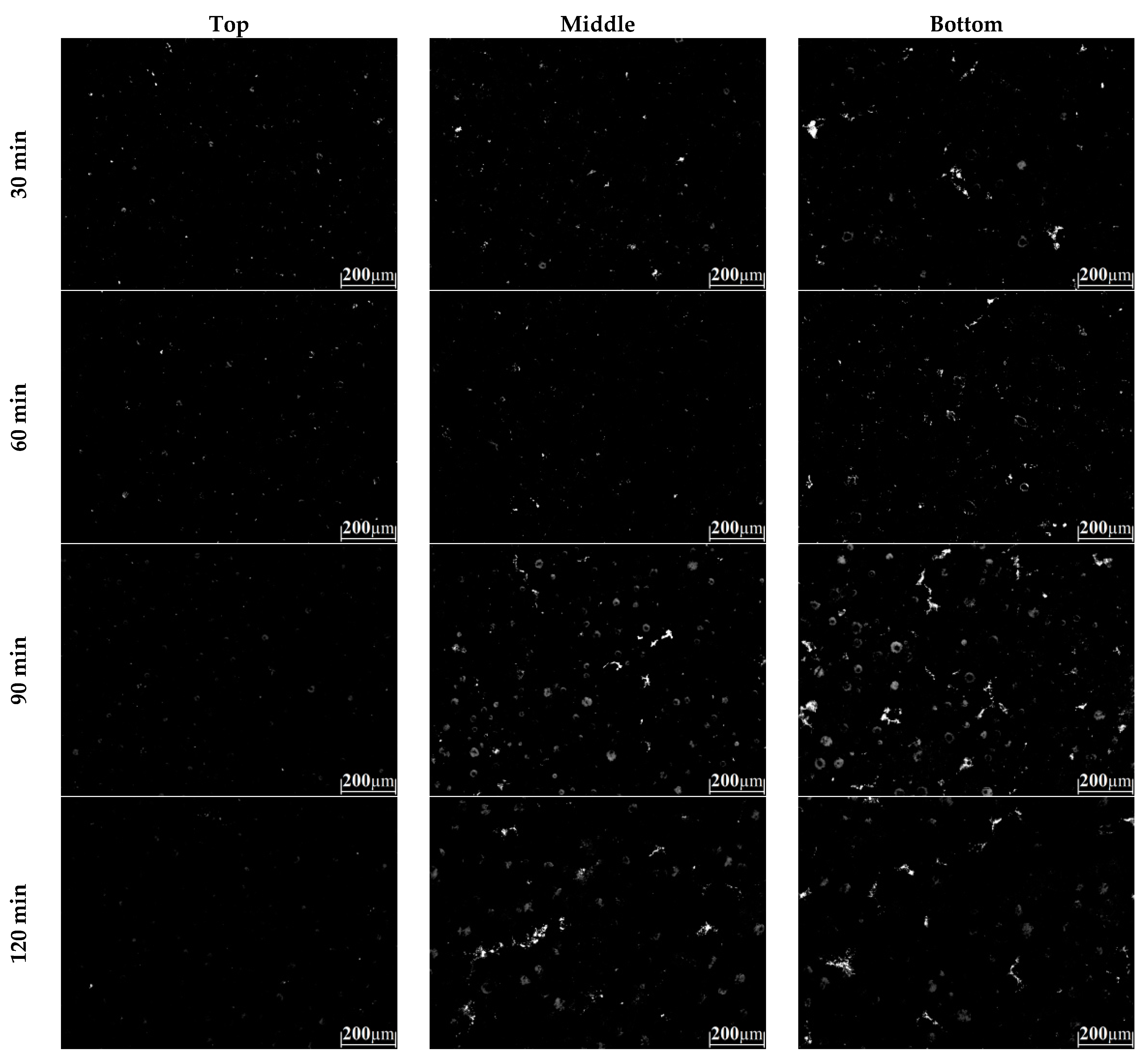 Metals 11 01036 g010
