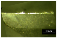 Metals 11 02019 i016