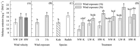 Aerobically produced methane emissions of thirty-day-old Brassica oleracea var. sabellica (K, kale) and Raphanus sativus (R, radish). (A) Wind velocity, (B) wind exposure, (C) species, and (D) treatment. Plants were grown under a temperature regime of 22/18 °C (16 h light/8 h dark) and a light intensity of 300 μmol photons m−2 s−1, and exposed to wind velocities (NW, no wind; LW, lower wind: 6 km h−1; or HW, higher wind: 12 km h−1) for one hour or three hours for ten days, after twenty days of initial growth under control conditions. Data are means ± SEM of three replicated experiments. Bars surmounted by different letters within each panel are significantly different (Fisher’s LSD test, p < 0.05).