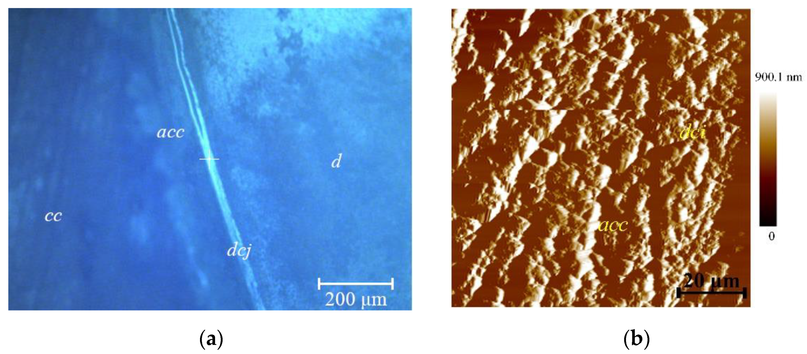 Micro 02 00038 g004 Micro 02 00038 g004