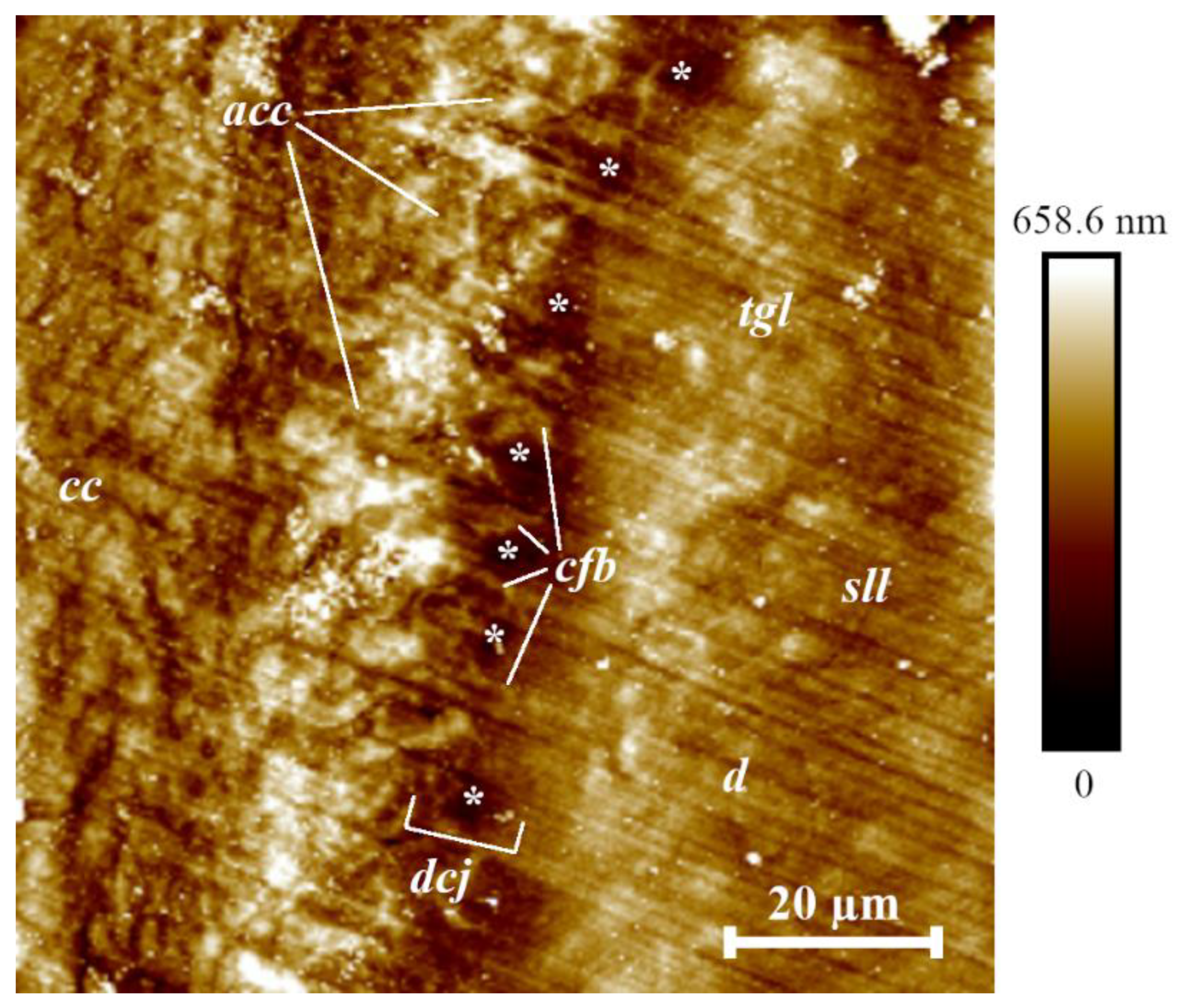 Micro 02 00038 g005 Micro 02 00038 g005