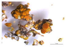 Micro 04 00008 i004 Micro 04 00008 i004