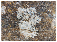 Micro 04 00008 i005 Micro 04 00008 i005