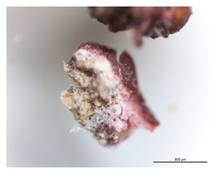 Micro 04 00008 i010 Micro 04 00008 i010