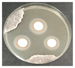 Micro 04 00008 i018 Micro 04 00008 i018