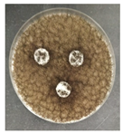 Micro 04 00008 i020 Micro 04 00008 i020