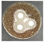 Micro 04 00008 i021 Micro 04 00008 i021